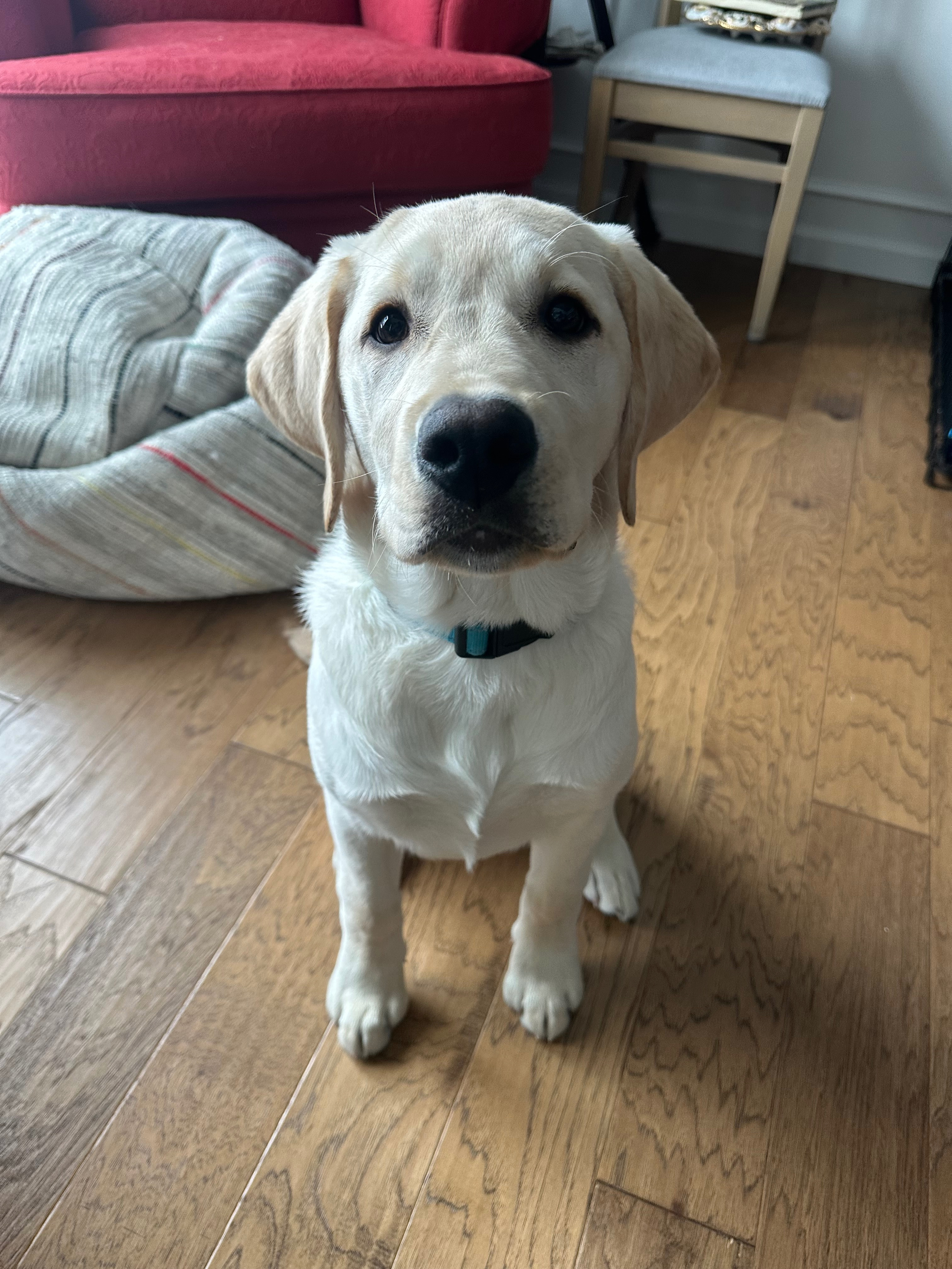 A young yellow Labrador Retriever puppy sitting on wooden floor indoors, looking at the camera with a curious expression.