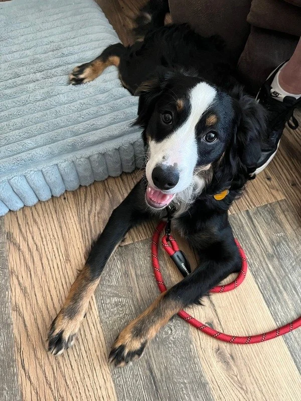 Young black and white dog with tan markings lying on a wooden floor, looking up and smiling, with a red leash attached to its collar.