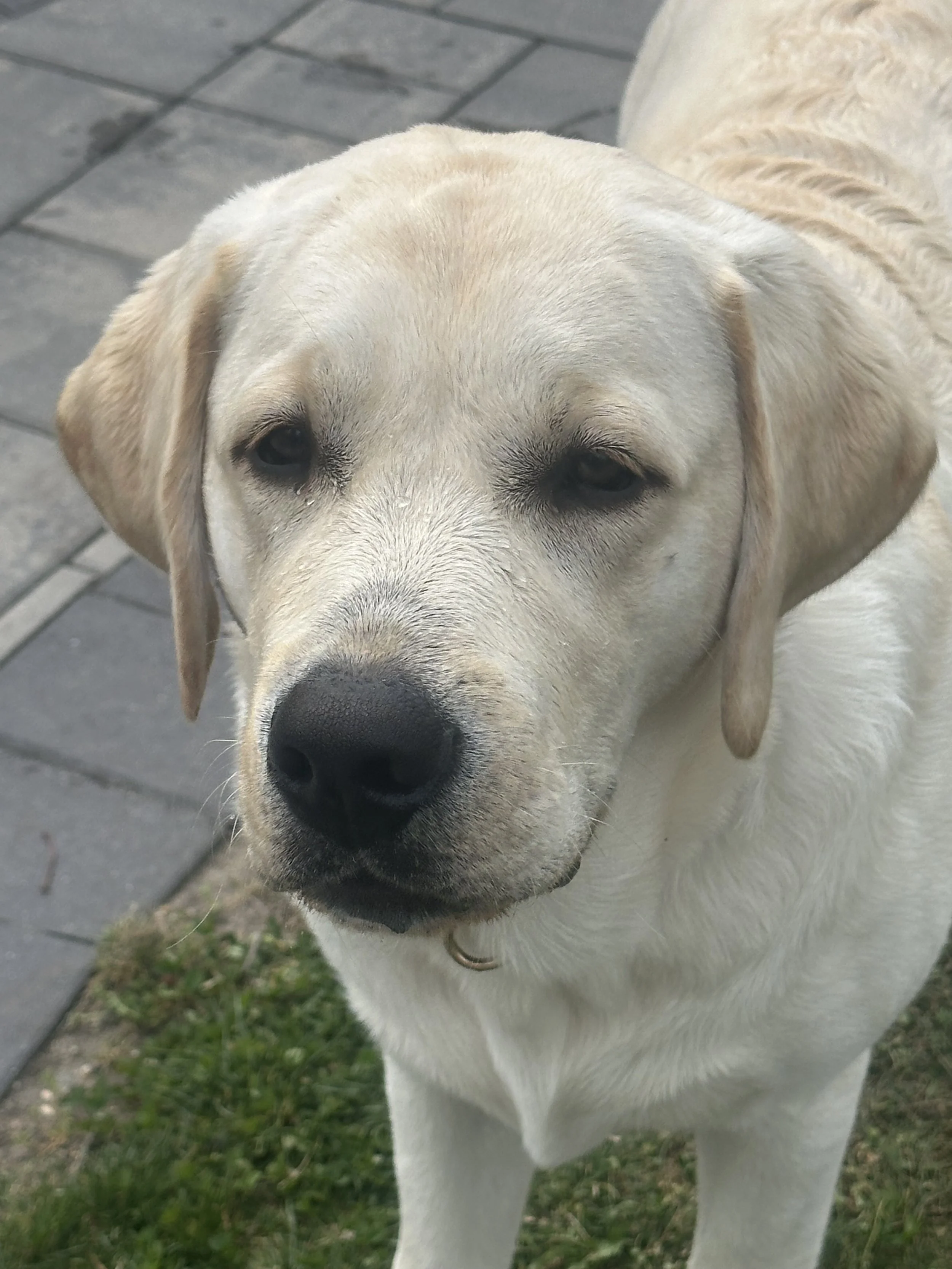 Close-up of a light-colored Labrador Retriever dog standing outdoors on grass and pavement.
