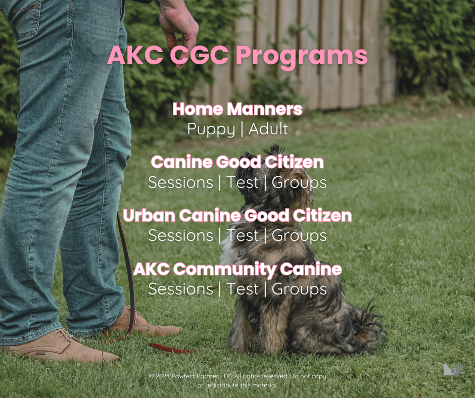 A person standing on grass holding a leash attached to a seated dog with long fur, in a fenced backyard with green bushes. Overlay text lists AKC CGC Programs, including Home Manners, Canine Good Citizen, Urban Canine Good Citizen, and AKC Community Canine, with details about sessions, tests, and groups.