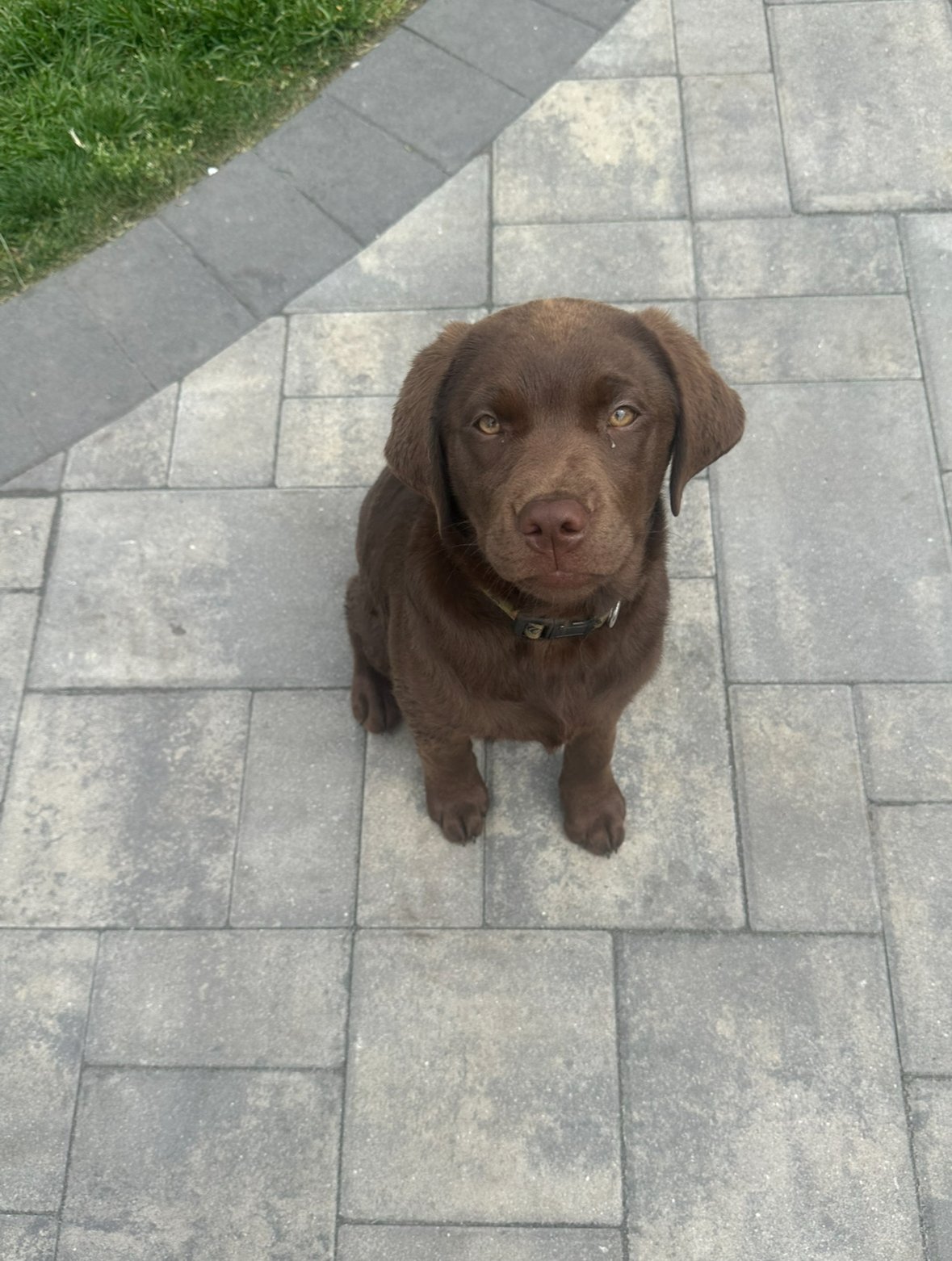 A brown Labrador puppy sitting on a paved sidewalk, looking directly at the camera.