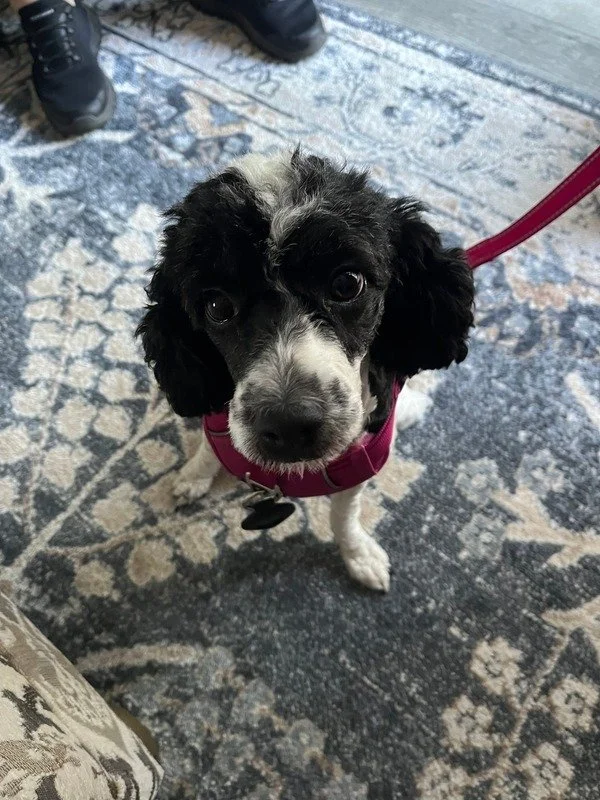 Cute black and white dog with curly ears looking up at the camera, wearing a pink harness on a patterned rug.