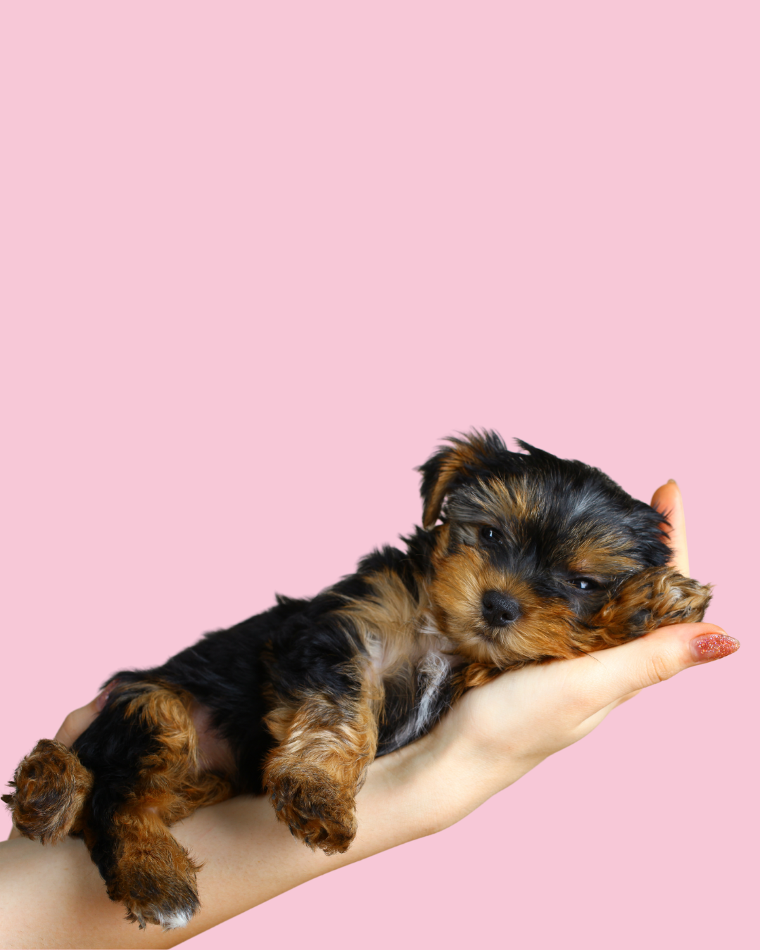 Puppy Search Consultation
