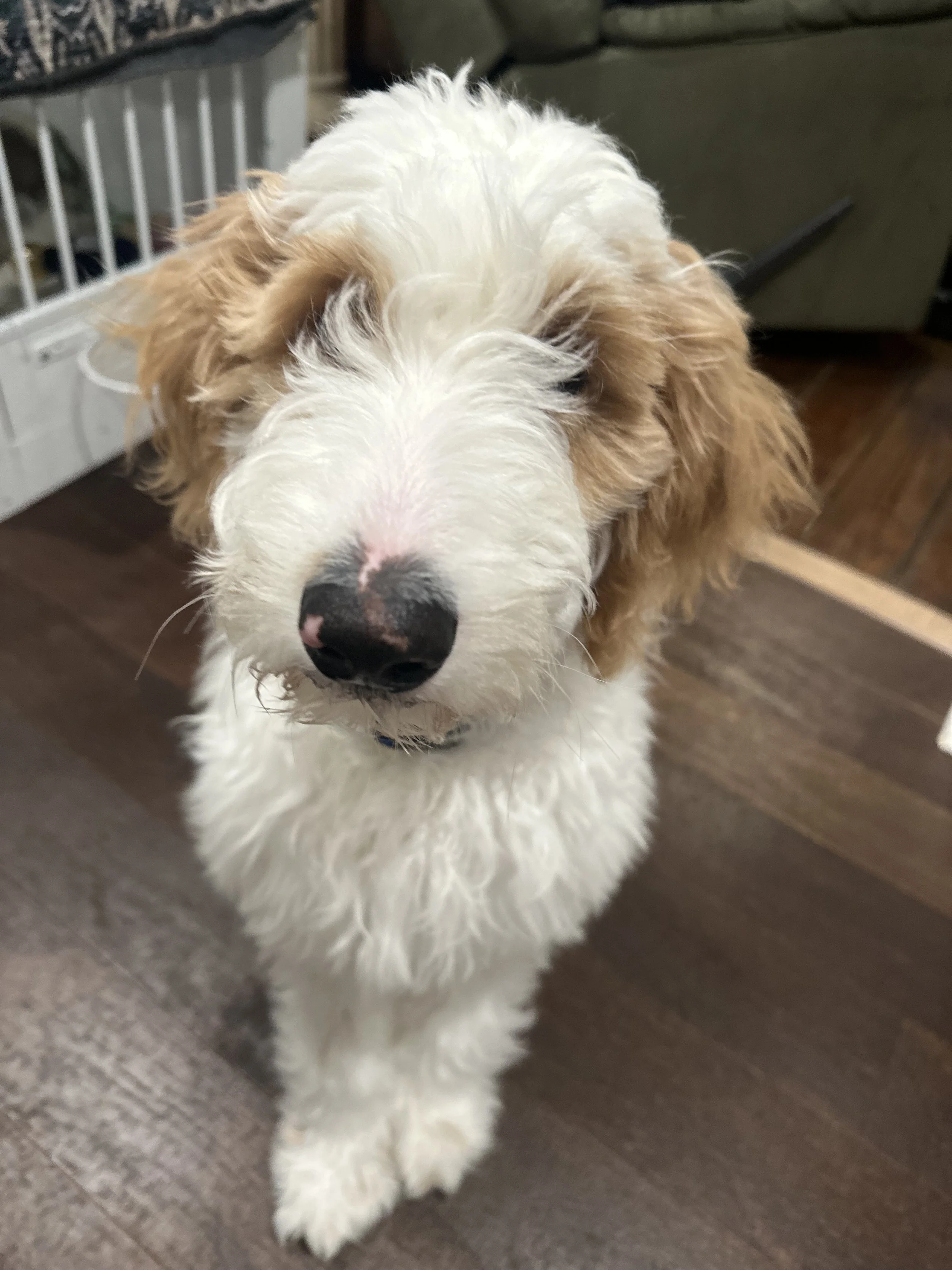 Close-up of a fluffy dog with white and brown fur standing on a hardwood floor indoors.