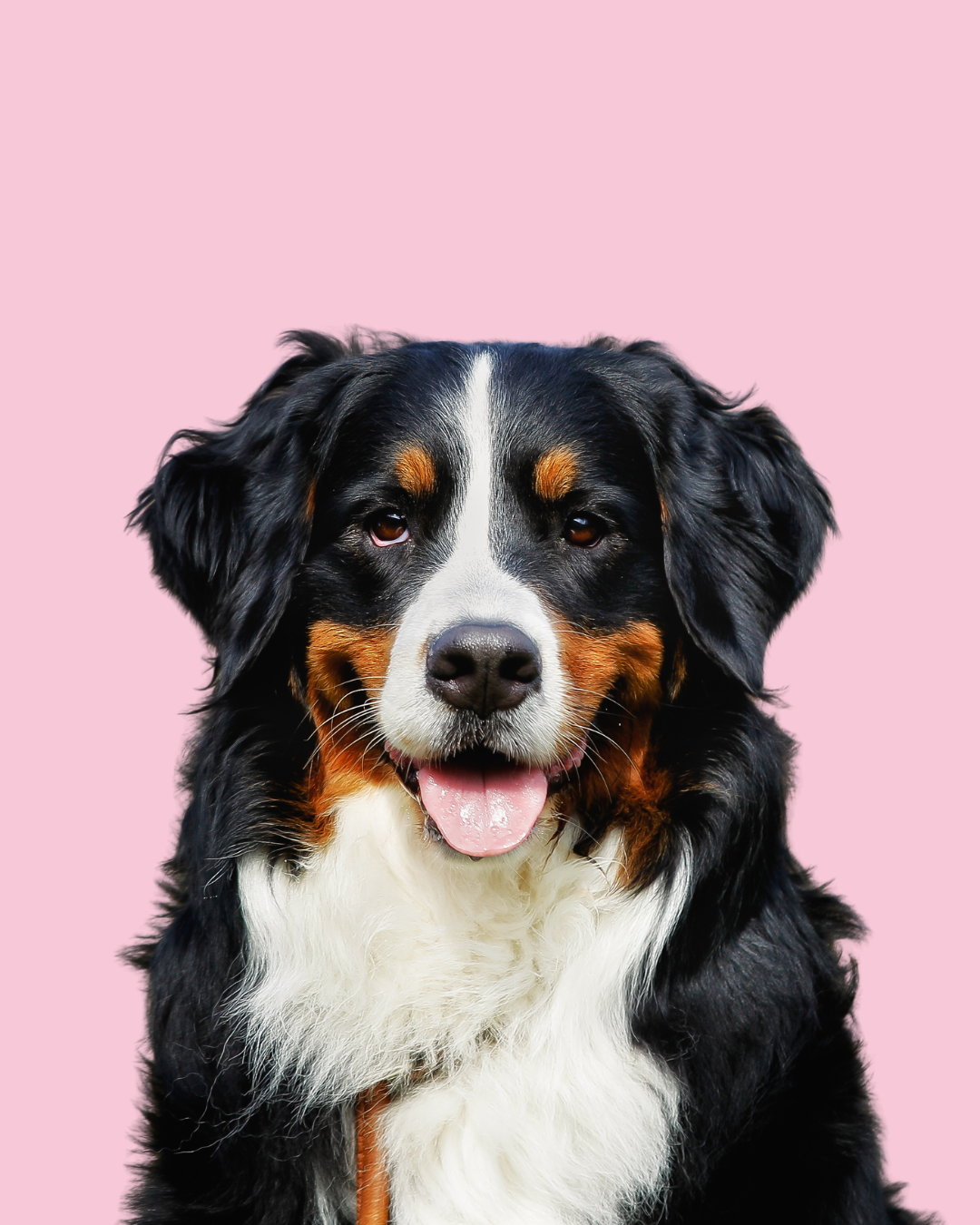 Behavior & Training Consultation