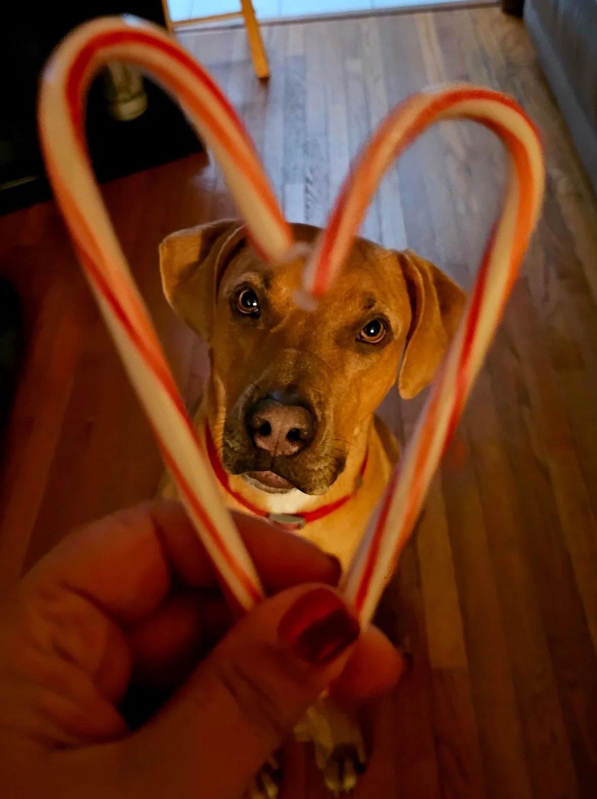 A brown dog looking up through a heart-shaped candy cane being held in front of its face.