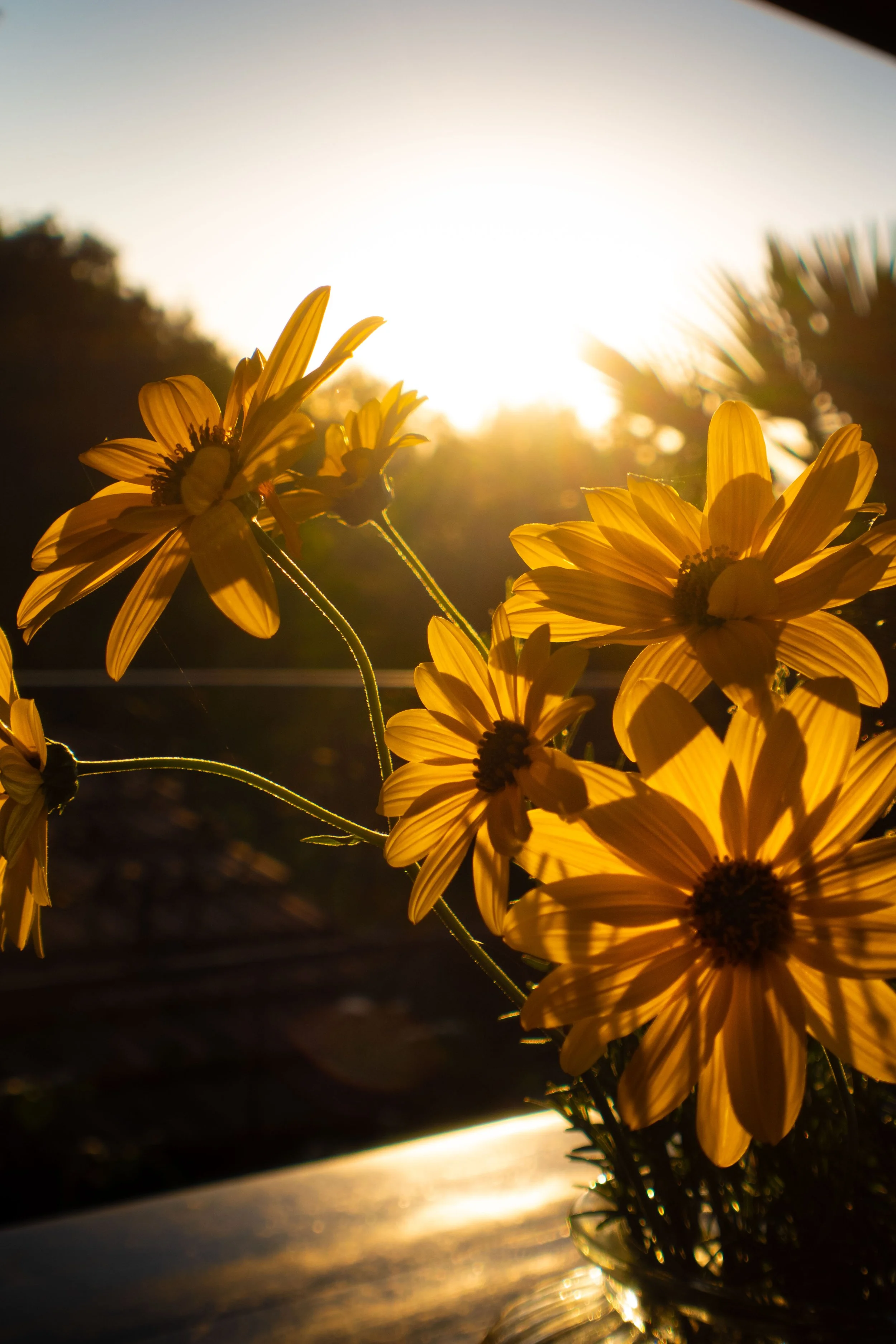Gelbe Blumen im Sonnenlicht, fotografiert bei Sonnenuntergang oder Sonnenaufgang.