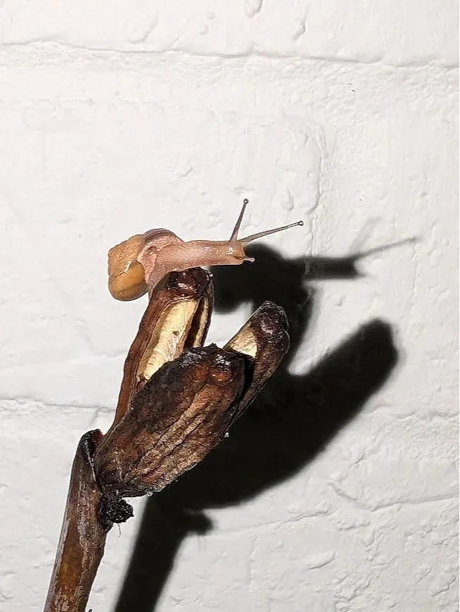 Snail.jpg