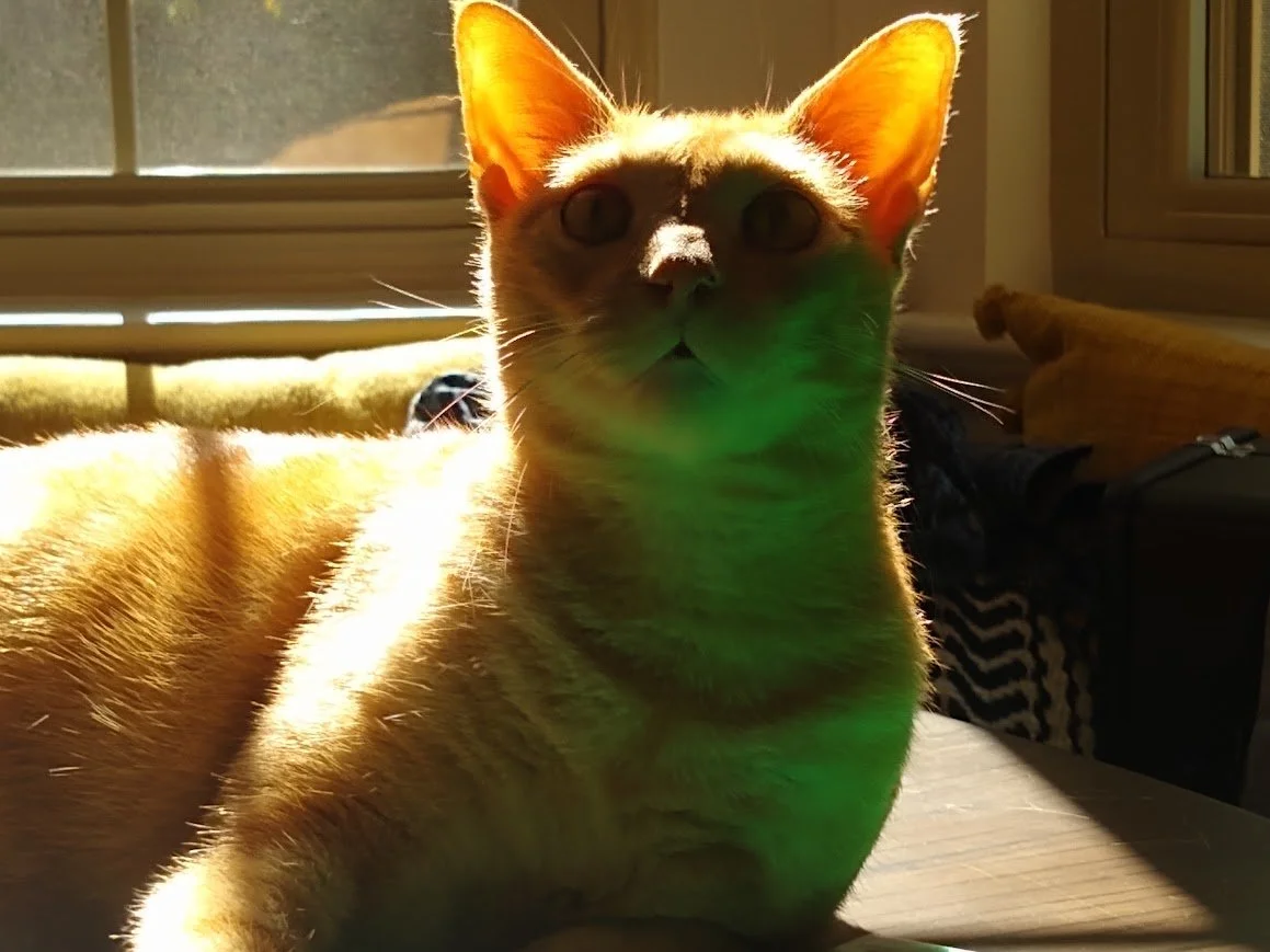 Alien boe.jpg