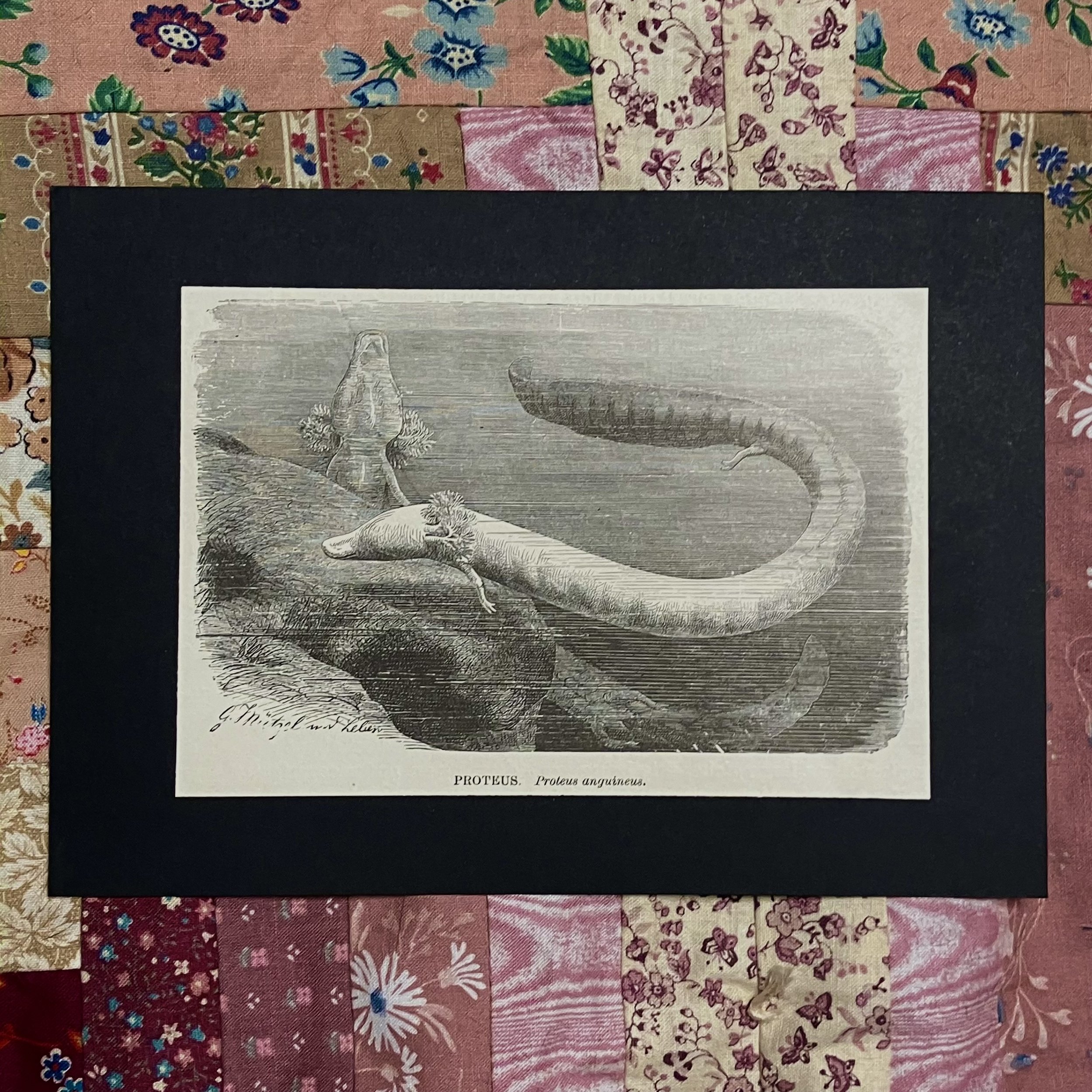 Proteus 1898 Antique Etching