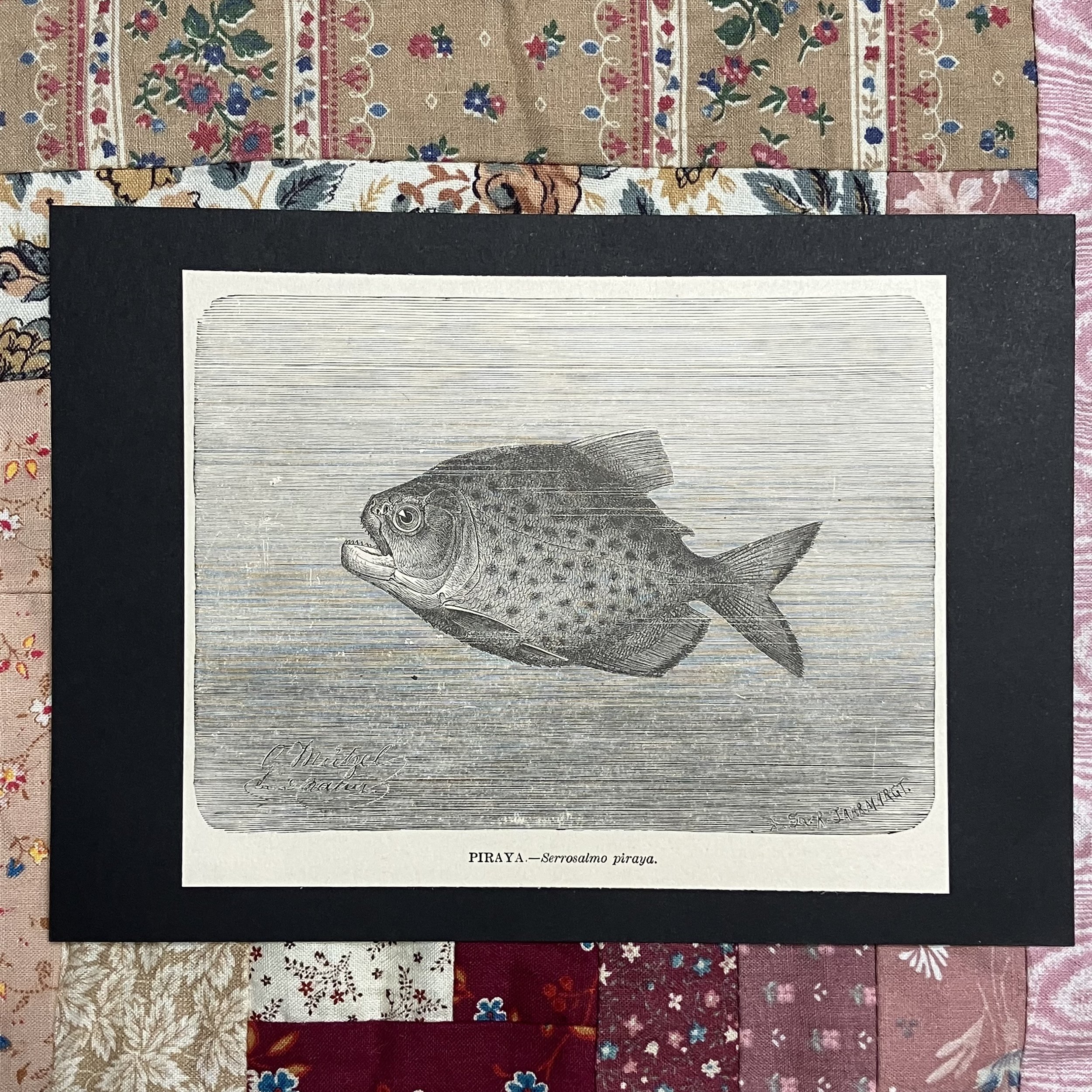 Piraña 1898 Antique Etching