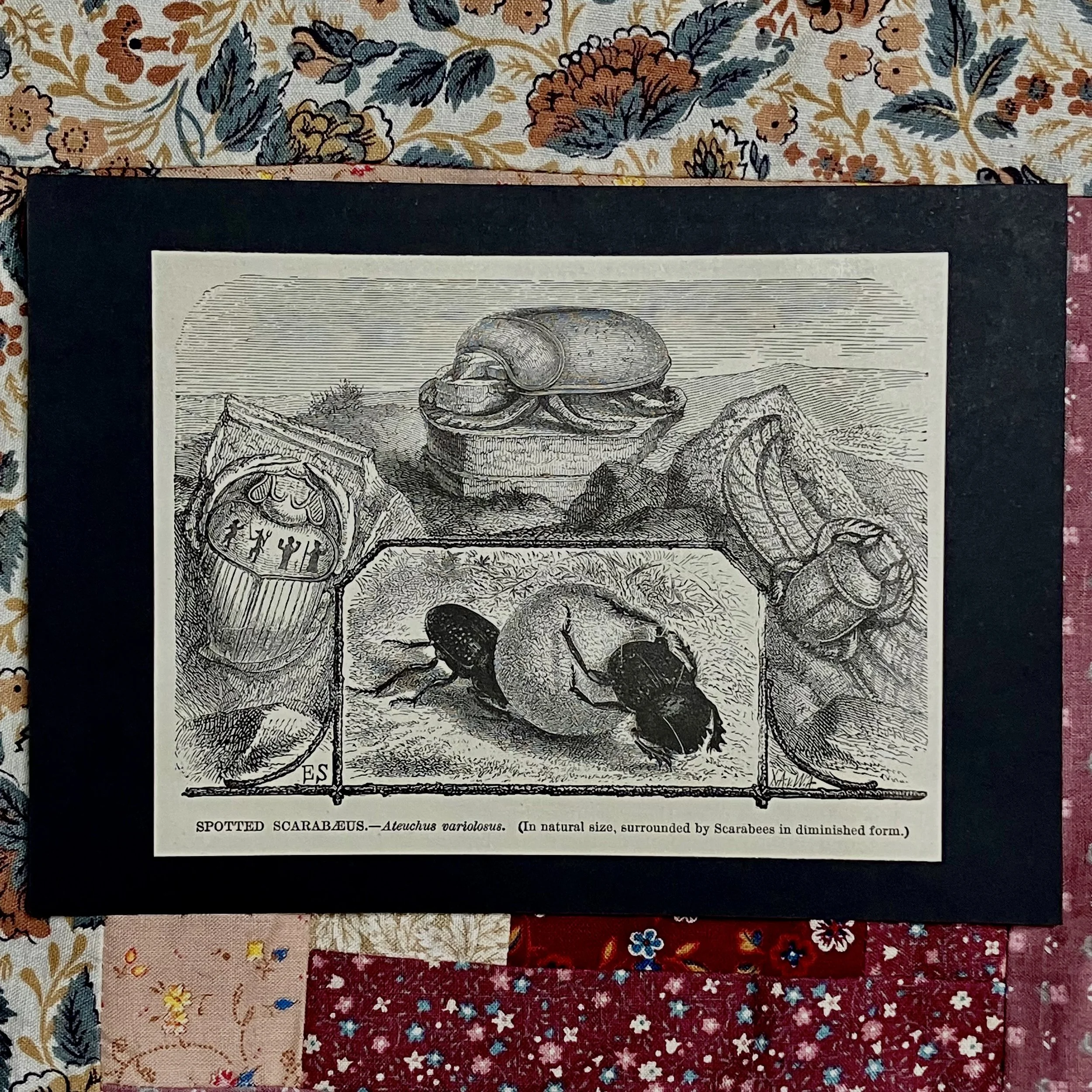 Scarab 1898 Antique Etching