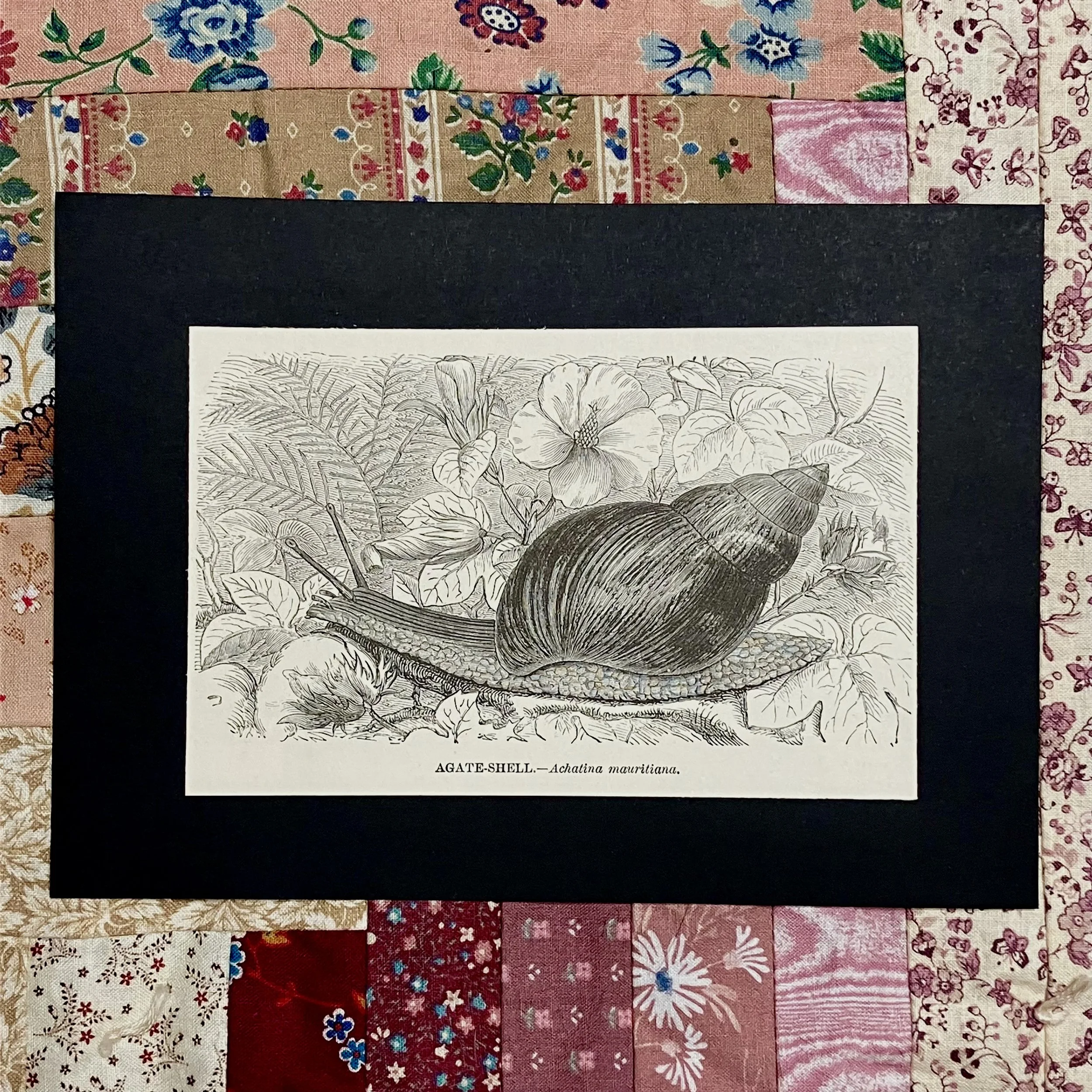 Snail 1898 Antique Etching