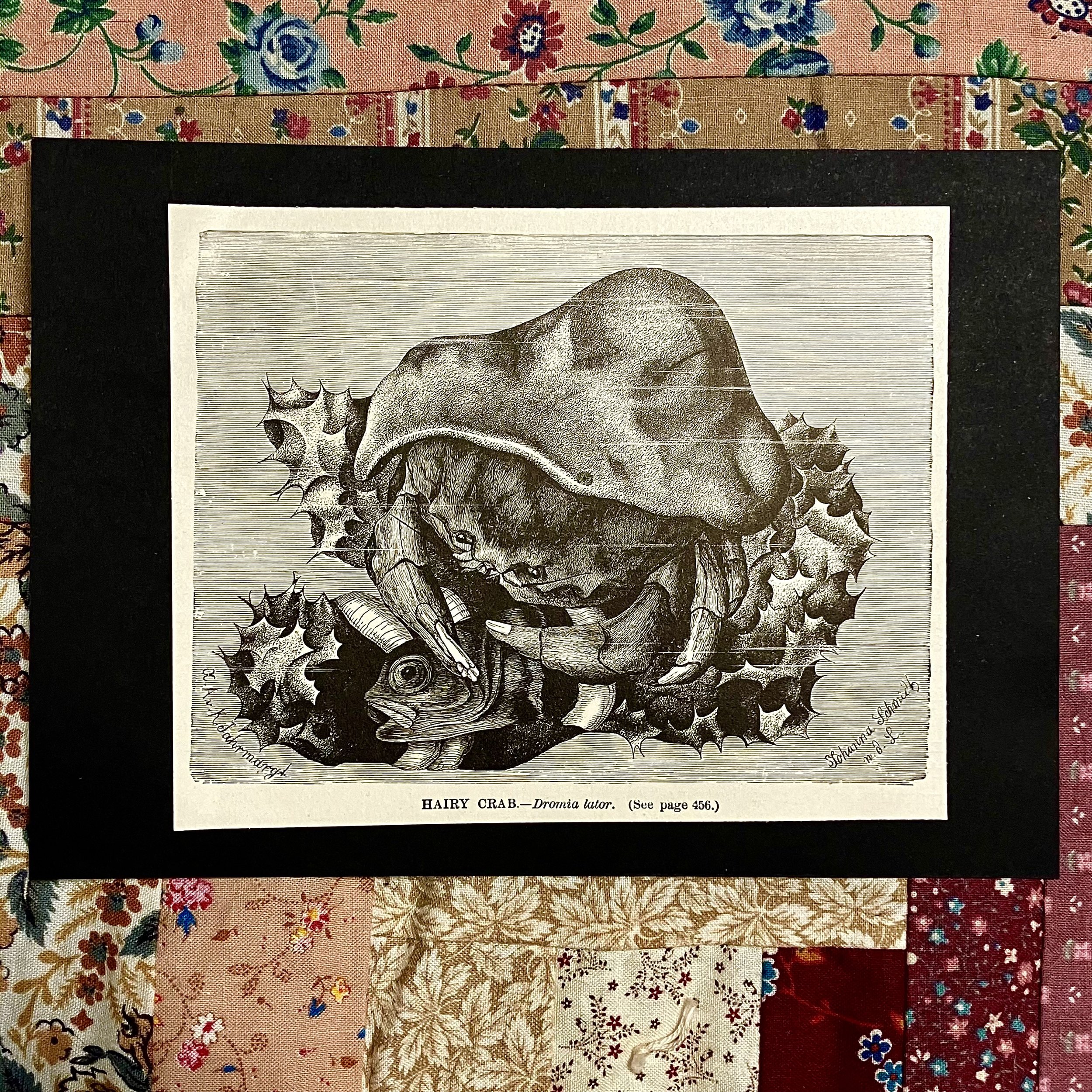 Hairy Crab 1898 Antique Etching
