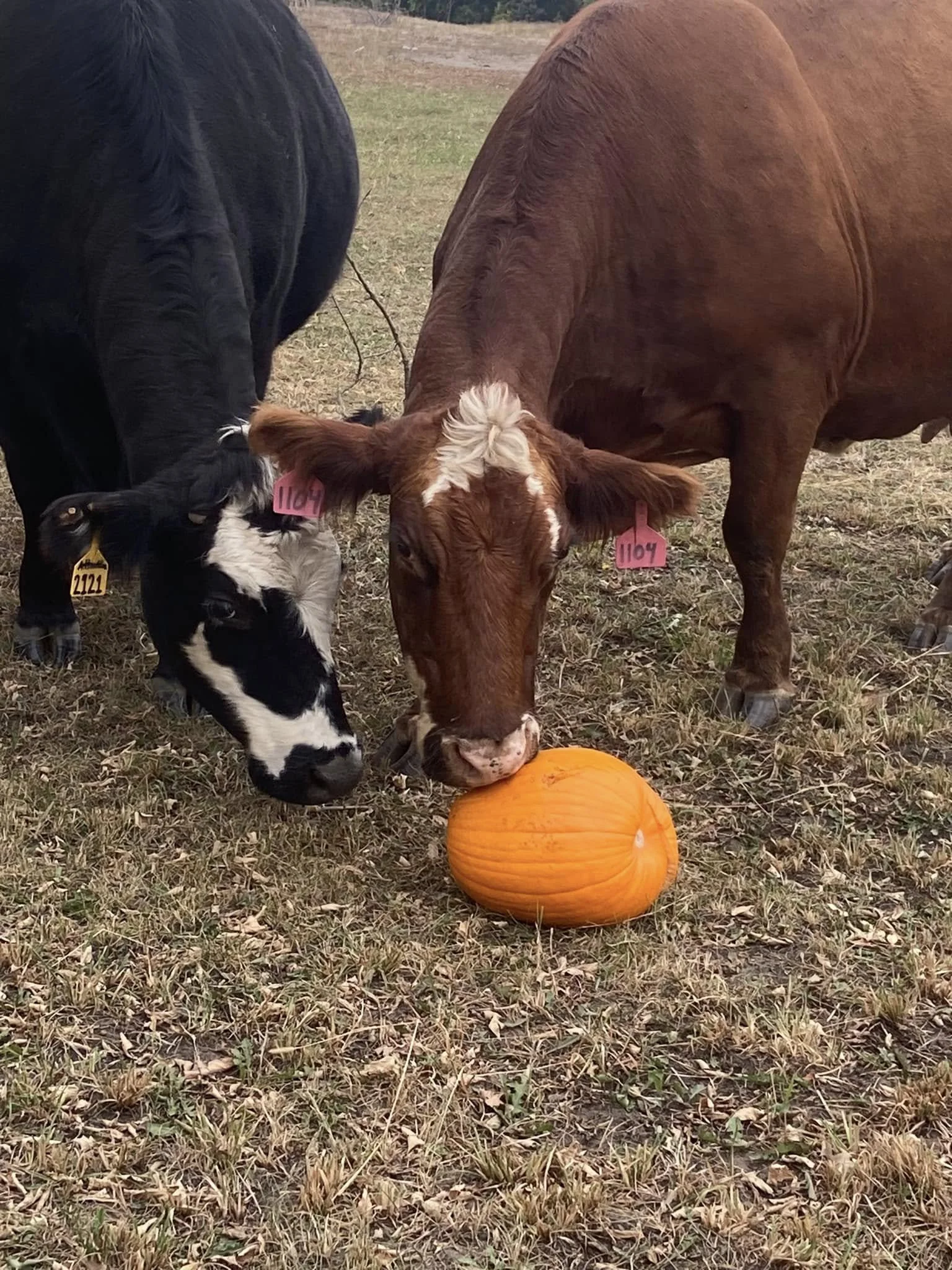 Little Snack for the cattle.jpg