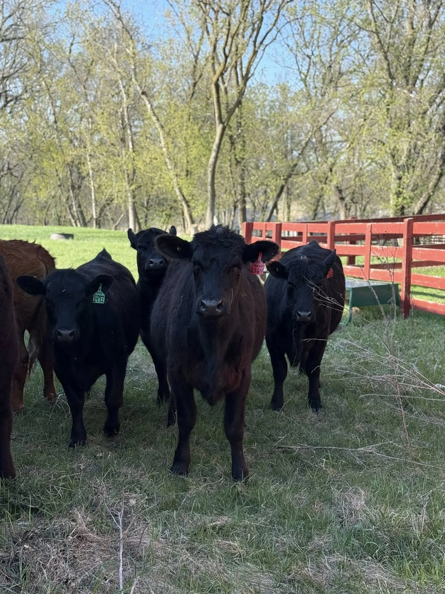 Beef cows curious about the camera.jpg