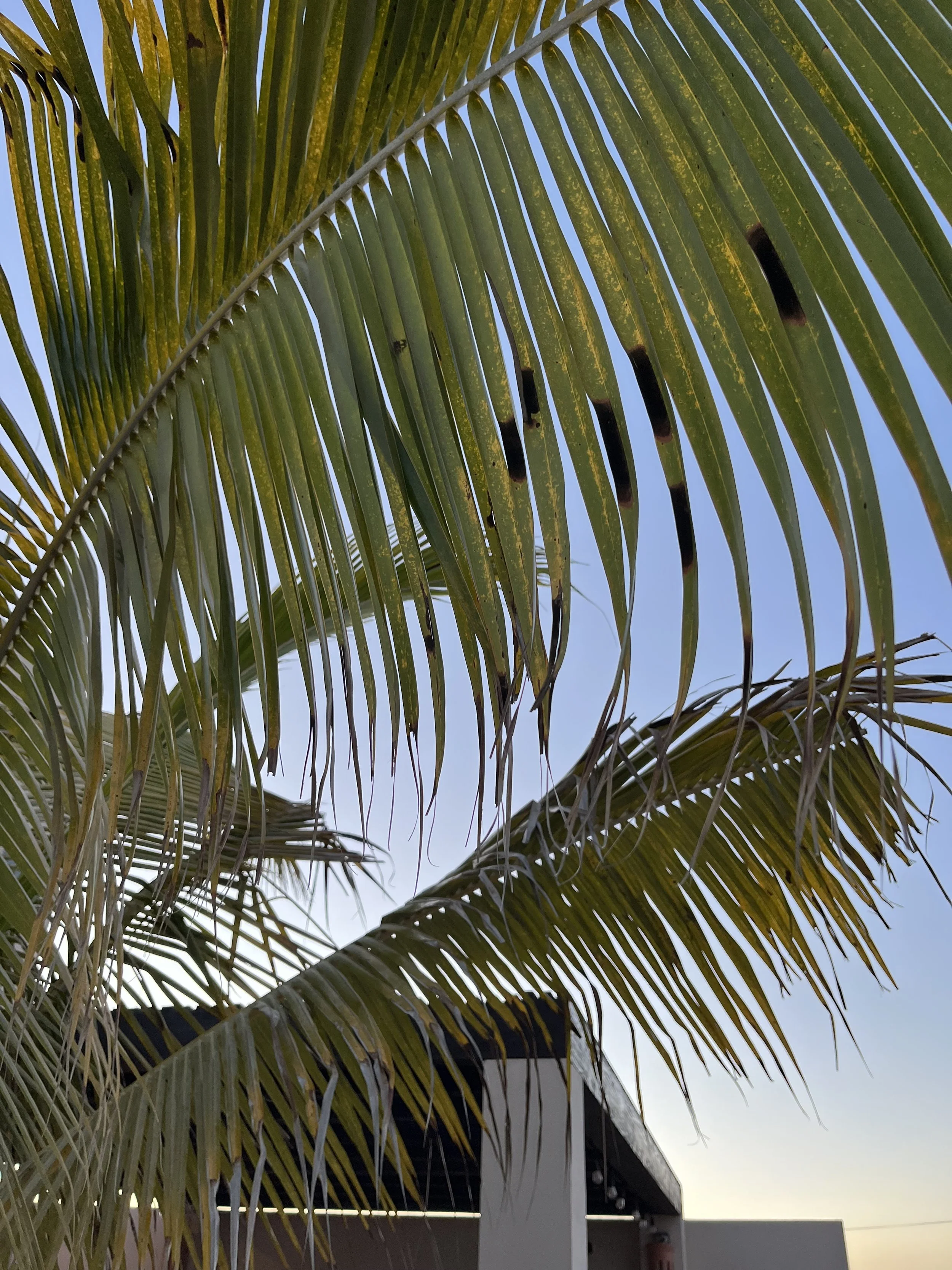 Palms