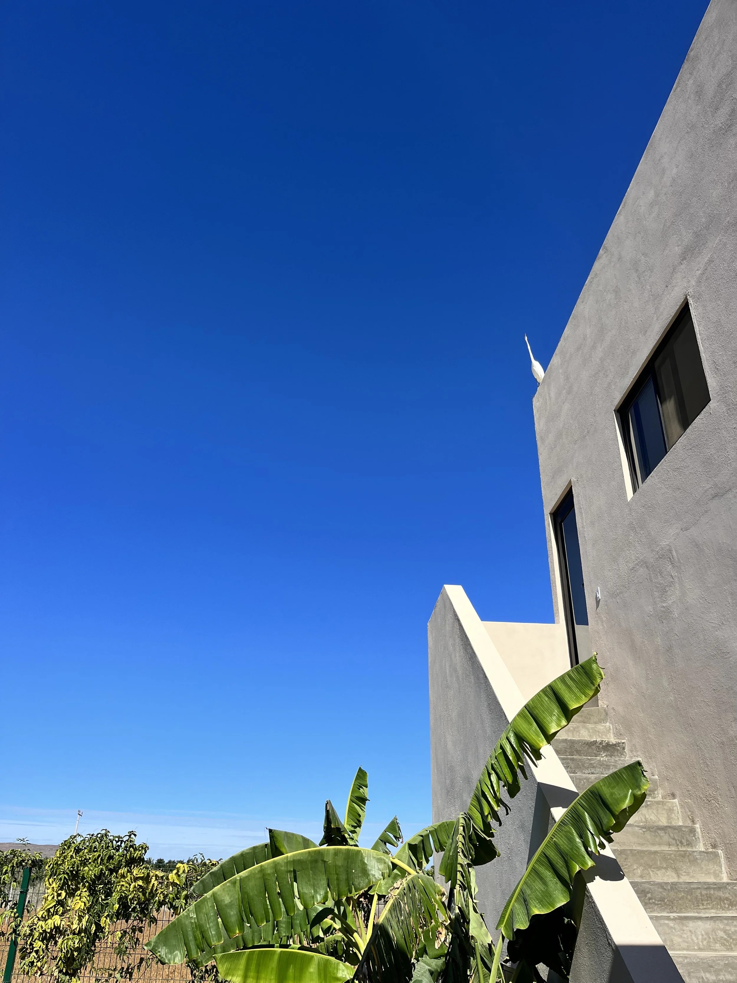 Blue Bird Sky