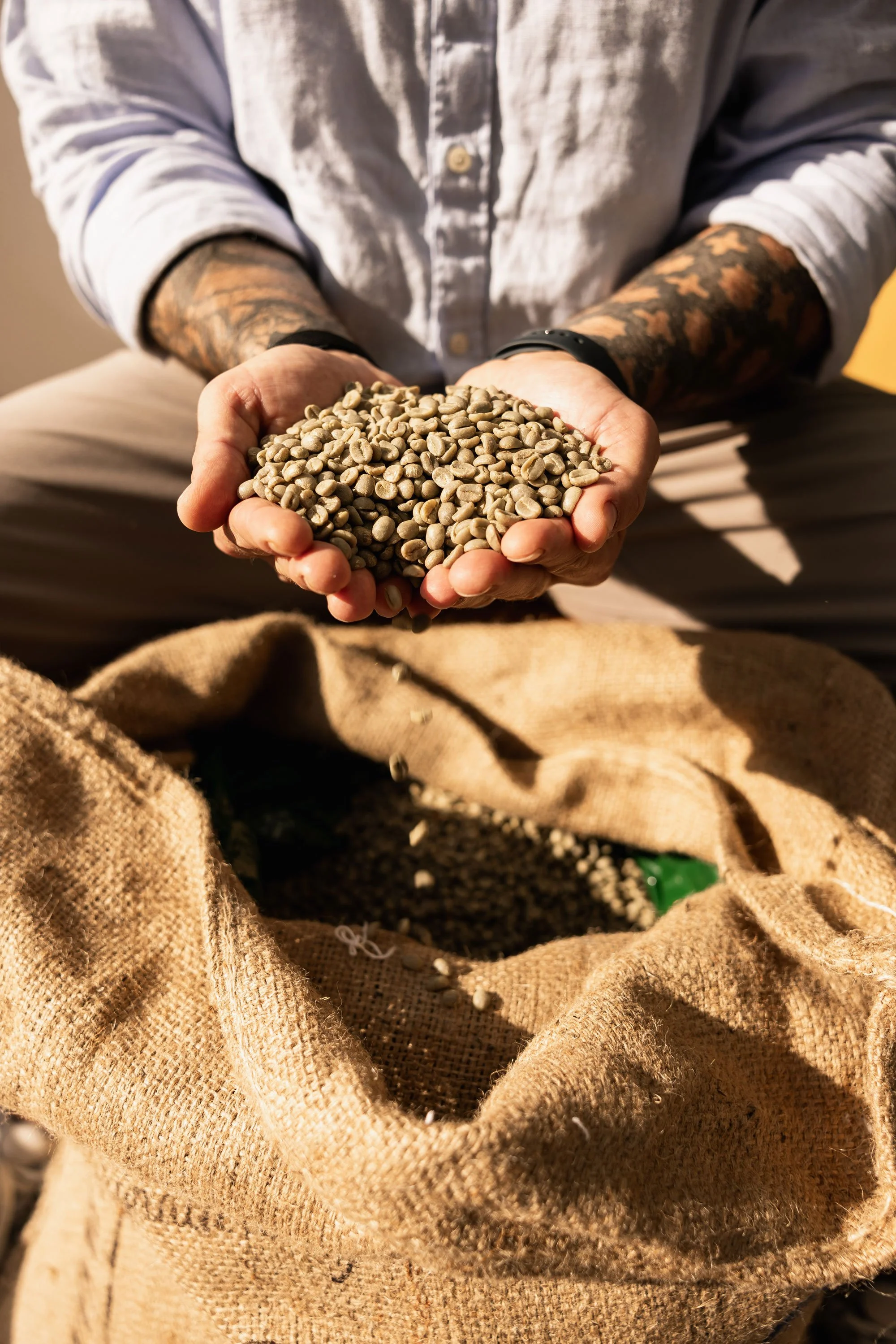 Person holding green coffee beans over a burlap sack filled with coffee beans.