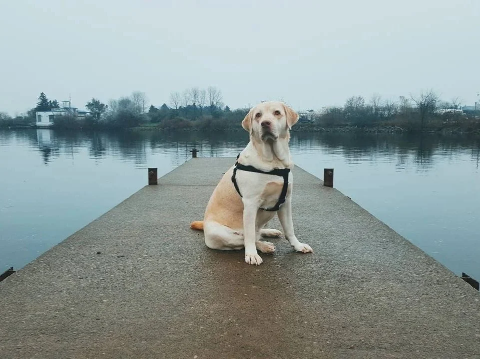 A yellow Labrador retriever dog sitting on a concrete dock by a body of water on a cloudy day.