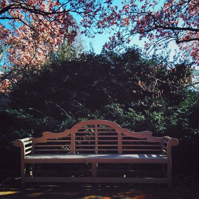 Empty wooden park bench in a garden with trees and flowering branches against a bright blue sky.