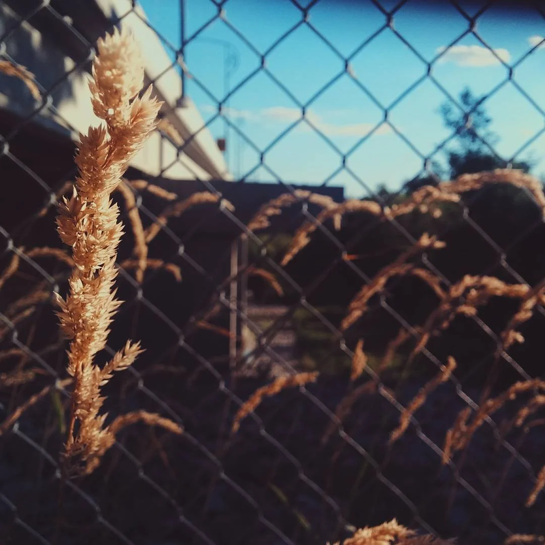 Close-up of dried grass stalks in front of a chain-link fence on a sunny day with a house and trees in the background.