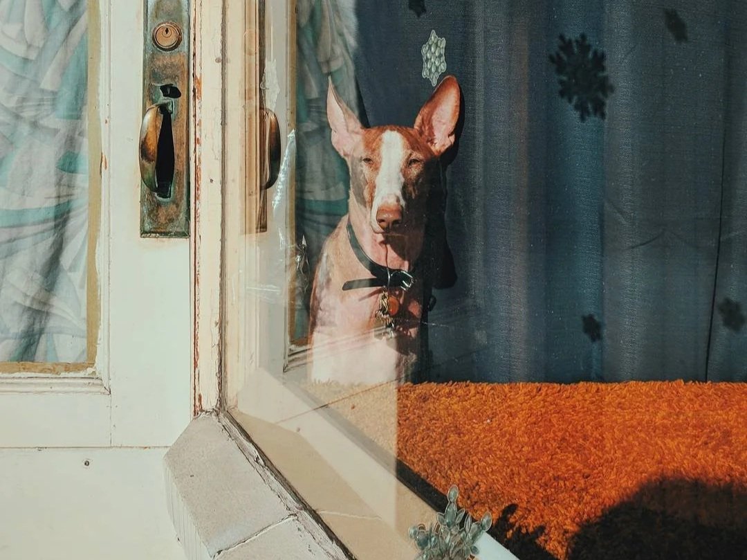 Dog with one eye open and one eye closed behind a glass door, with curtains and a dark wall in the background.