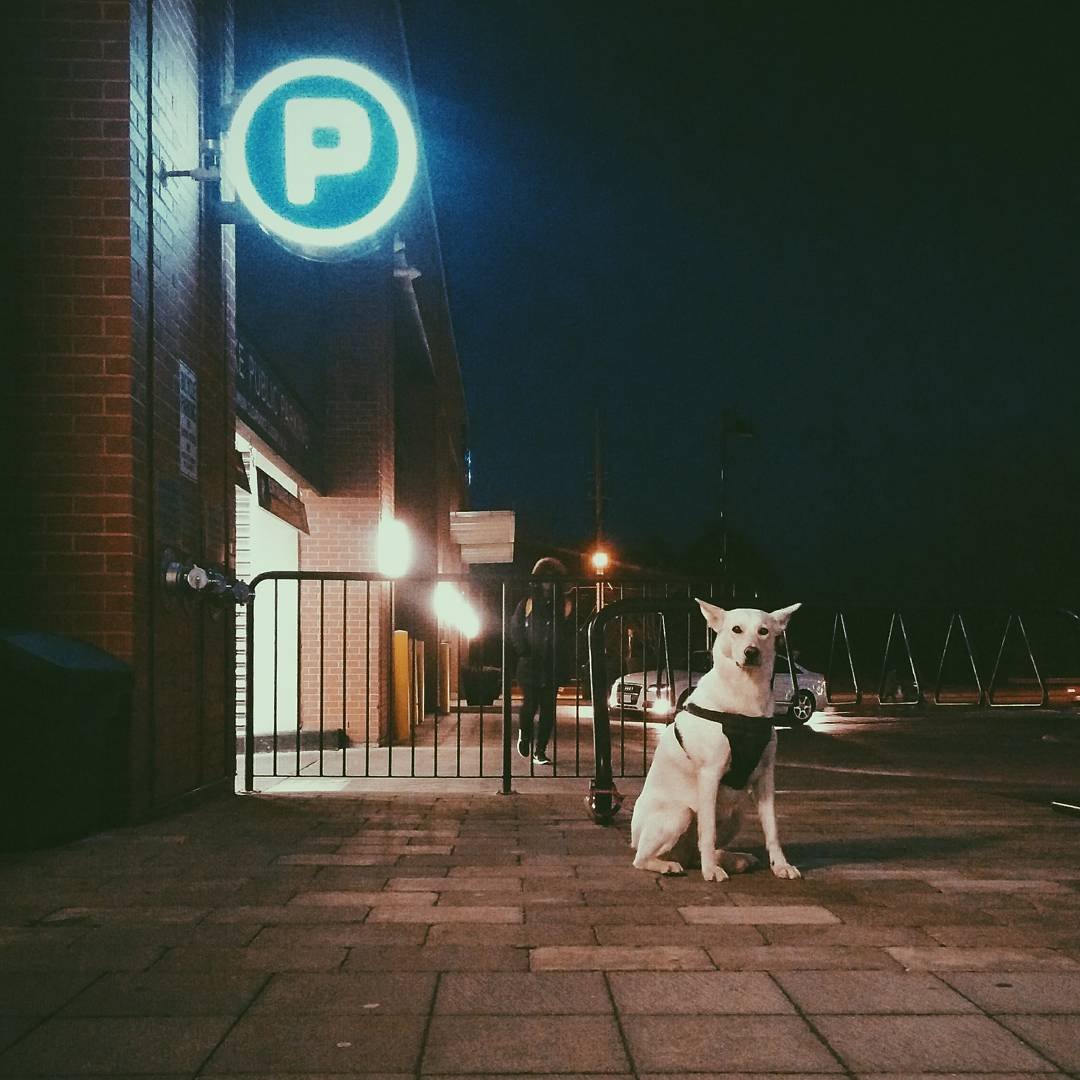 A white dog with large ears sitting on a brick pavement in a parking lot at night, wearing a black harness. There is a neon parking sign on a brick building and a person walking in the background, with parked cars visible.
