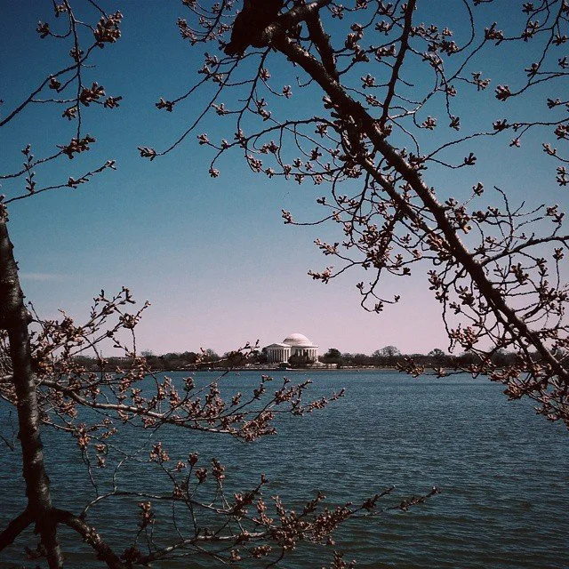Cherry blossom branches with a view of the Jefferson Memorial across the water in Washington, D.C.