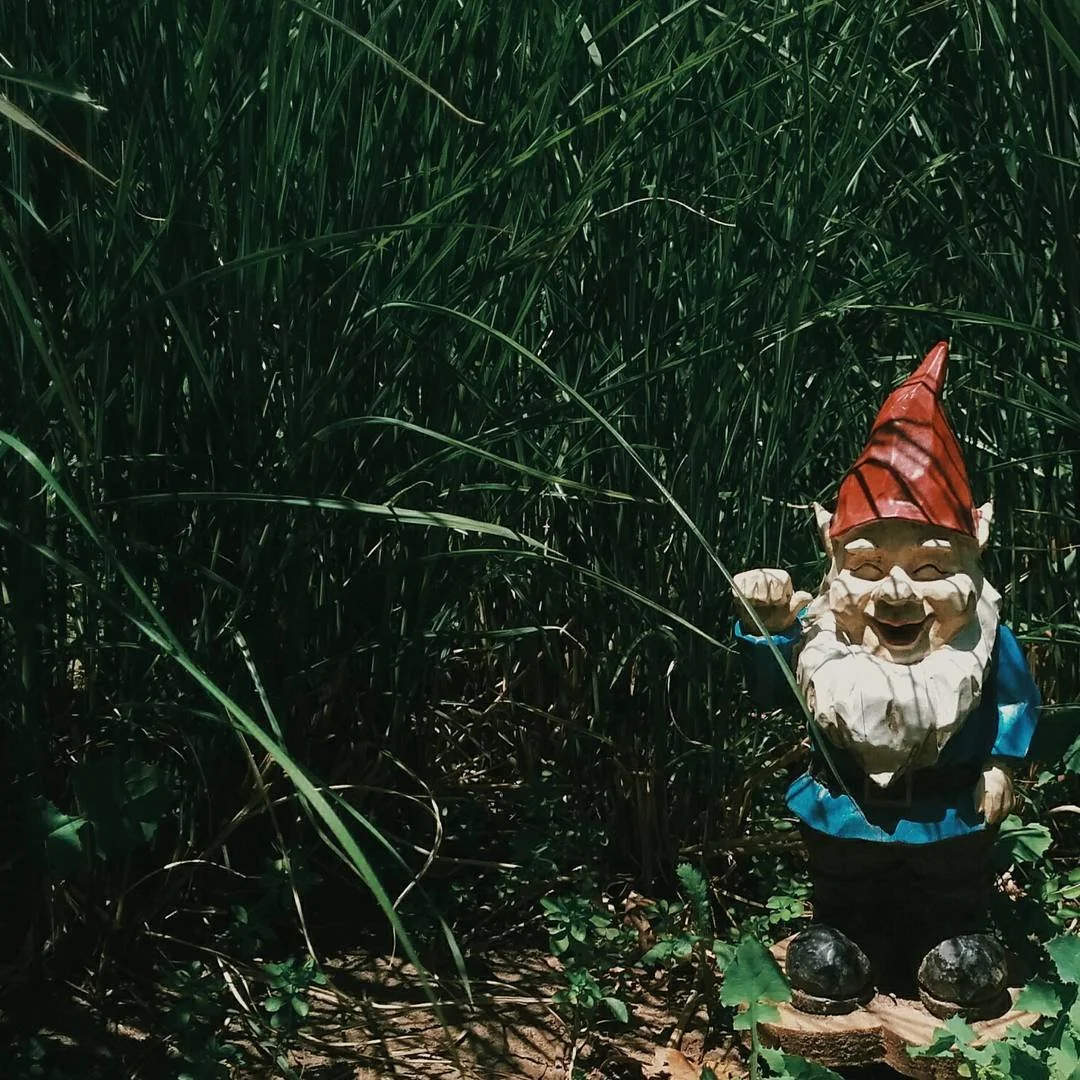 A garden gnome figure with a red hat and white beard, smiling, positioned among tall green grass.