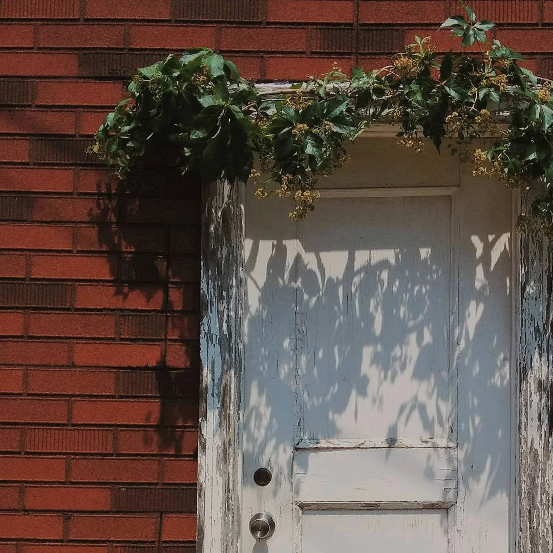 An old white wooden door with peeling paint, surrounded by a brick wall on the left and a vine with green leaves and small flowers growing over the top of the door.