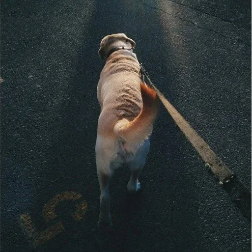 A dog walking on a paved street on a leash, viewed from behind.
