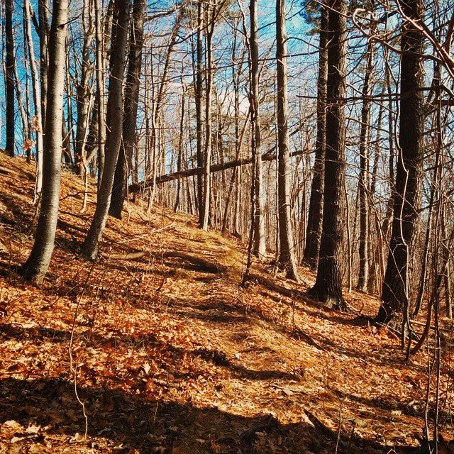 A dirt trail running through a leafless forest with tall trees during winter or early spring.