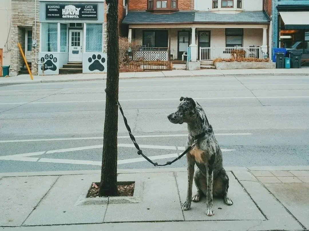 A merle Great Dane dog is sitting on the sidewalk, leashed to a tree in front of a building with a paw print sign and a pet adoption or boarding sign.