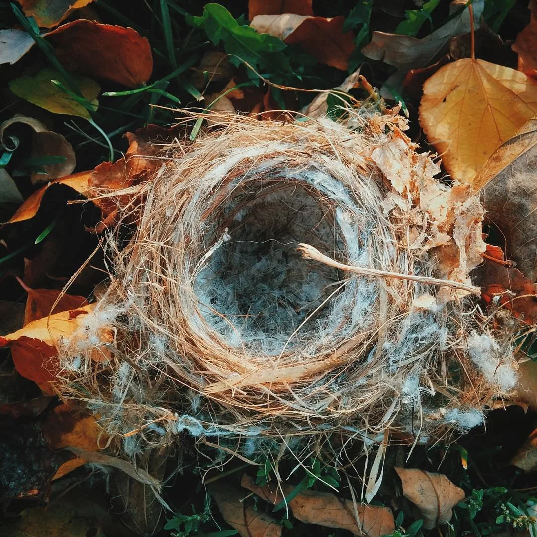 A bird's nest made of twigs, leaves, and fibers surrounded by fallen autumn leaves and green foliage.