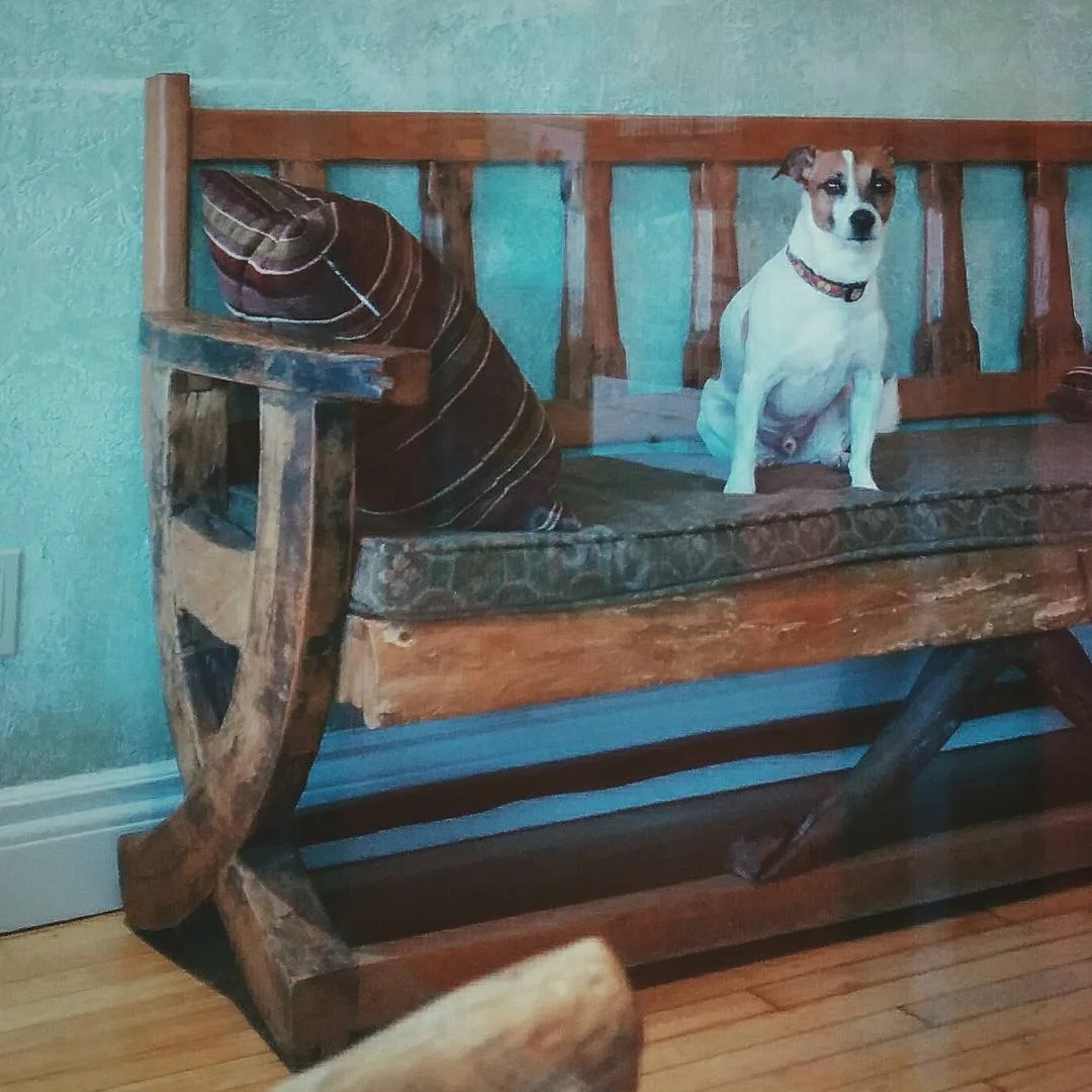 A dog with a white coat and brown patches sitting on a rustic wooden bench, looking at the camera, with a striped throw pillow on the bench.