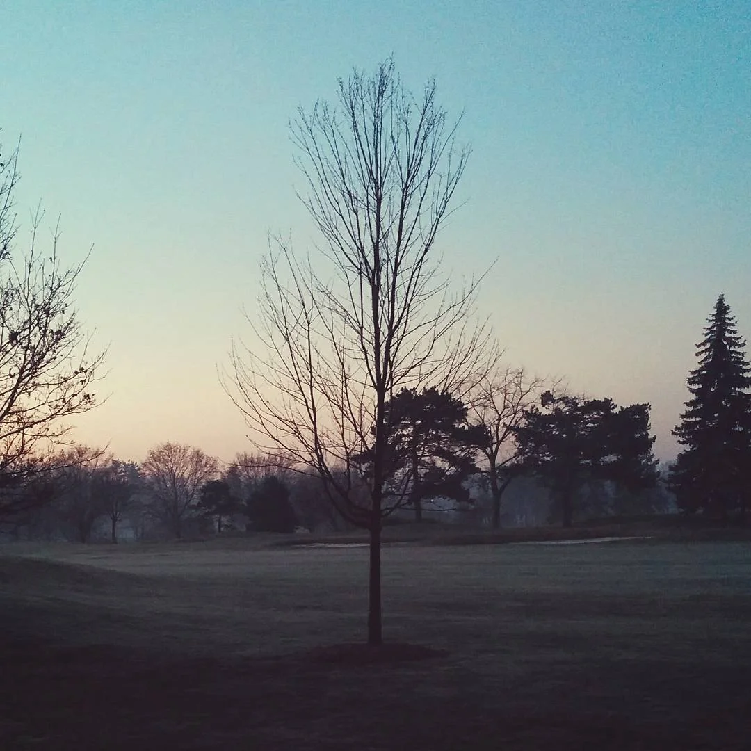A solitary leafless tree in a park at dusk with other trees in the background and a clear sky.