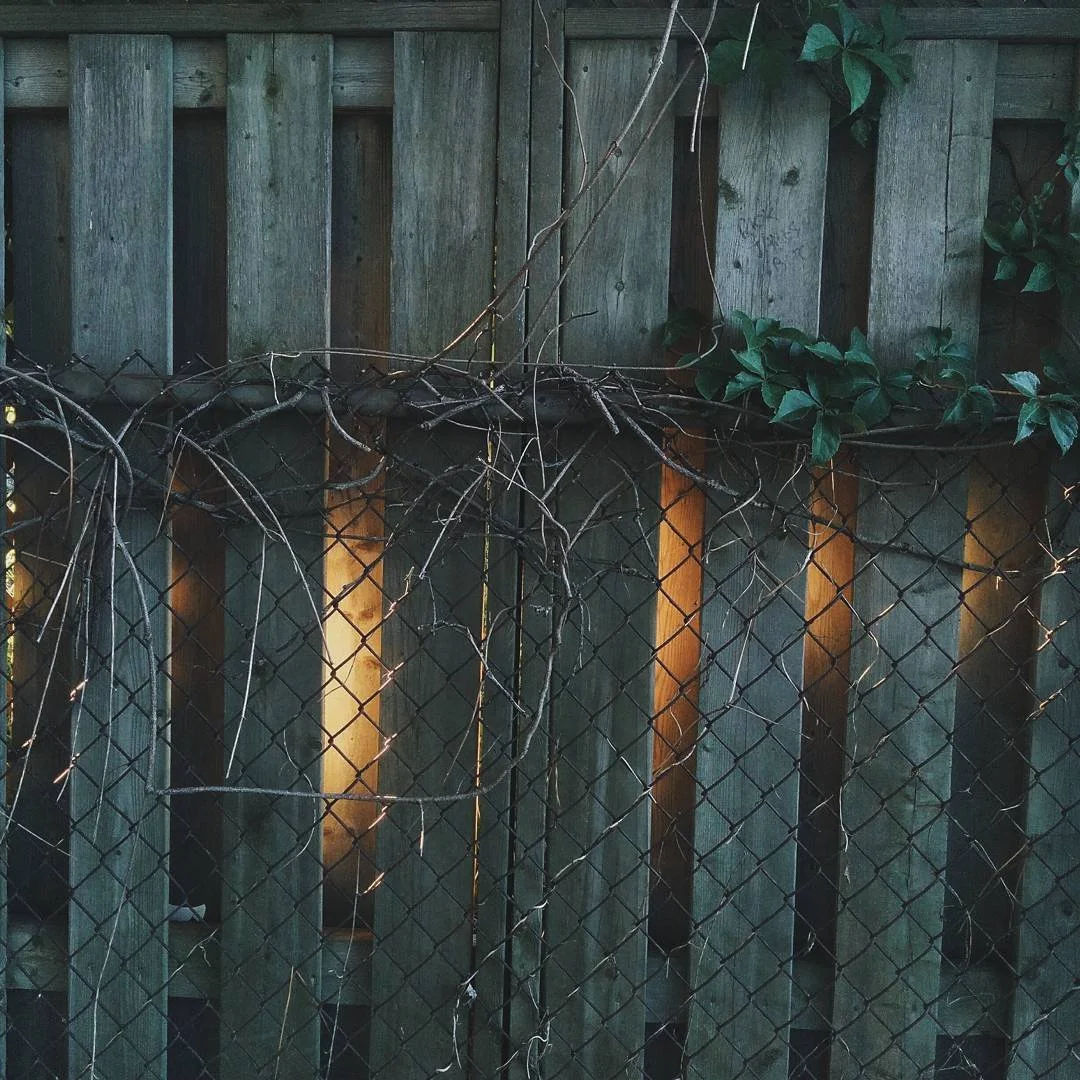 A wooden fence with vines and green leaves growing on it, illuminated by sunlight.