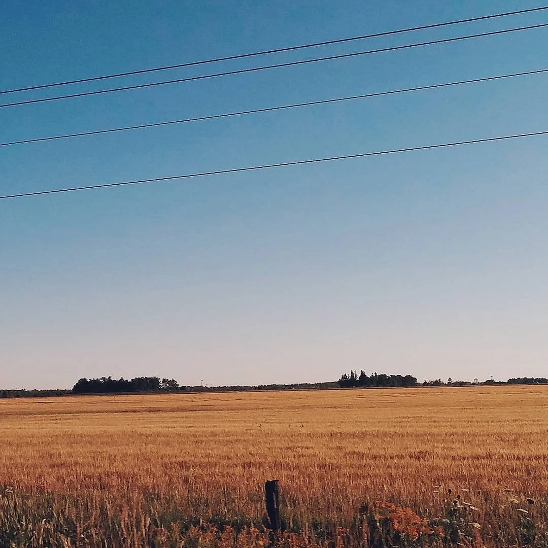 A vast field of golden wheat beneath a clear blue sky with three power lines running horizontally across the top of the image. In the distance, there are small clusters of trees along the horizon.