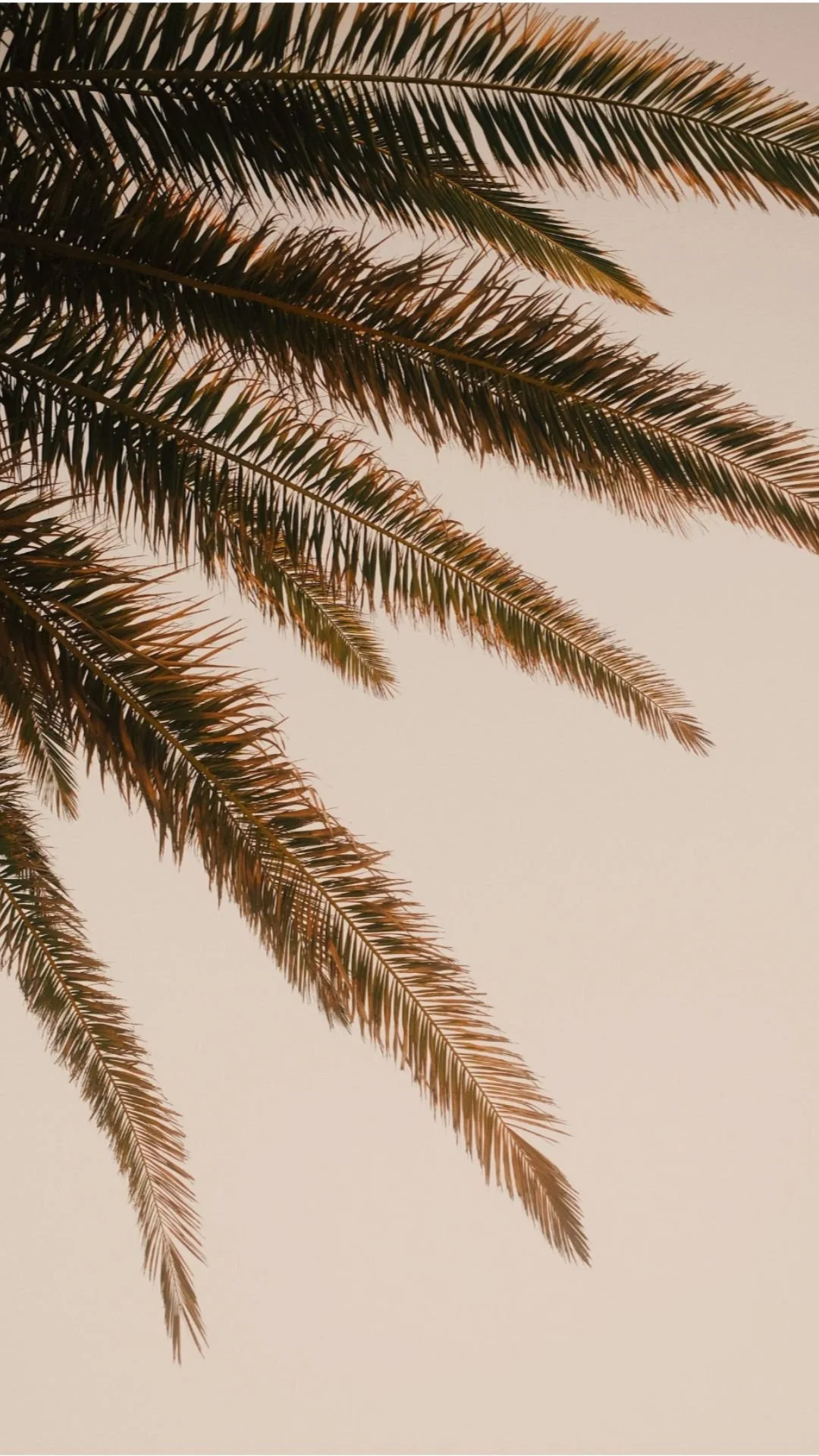 Palm tree leaves swaying gently against a pastel sky during sunset, evoking a sense of calm and mindfulness—perfect for anxiety therapy inspiration.