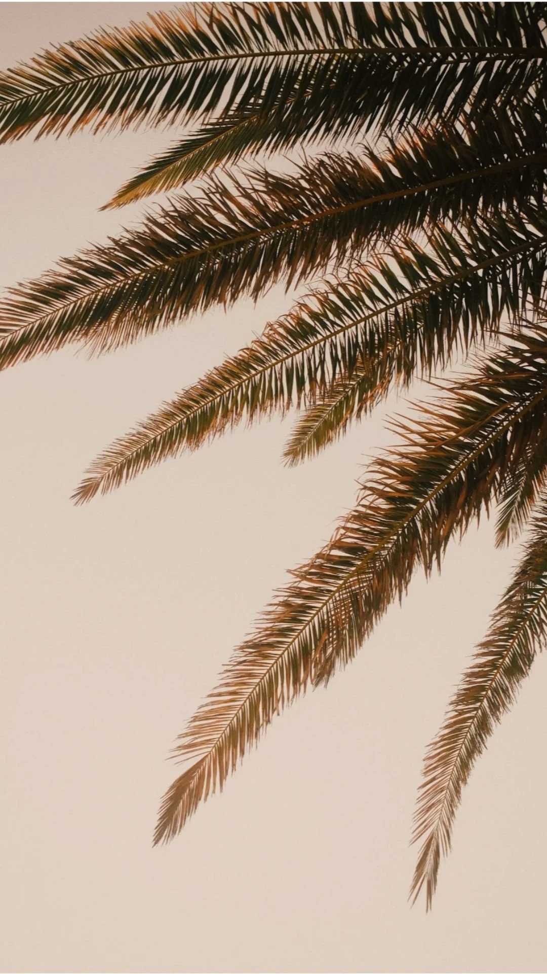 Palm tree leaves swaying gently against a pastel sky during sunset, evoking a sense of calm and mindfulness—perfect for anxiety therapy inspiration.