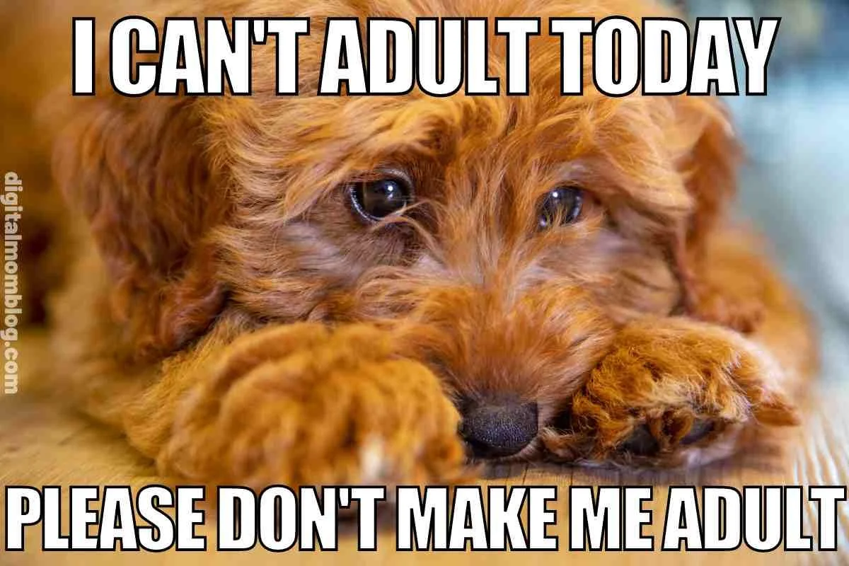 adulting6.jpeg
