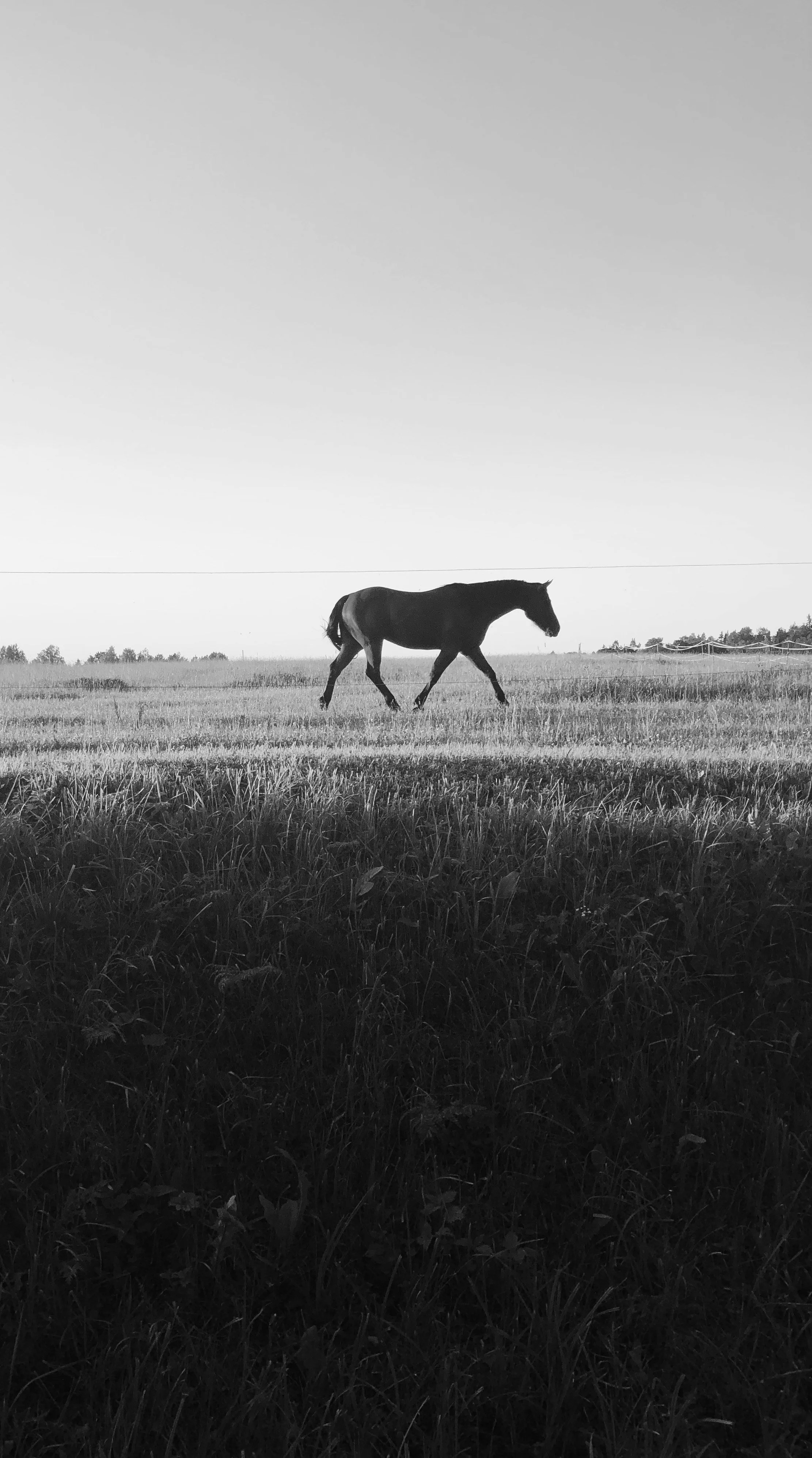 A silhouette of a horse walking in a grassy field under a clear sky, in black and white.