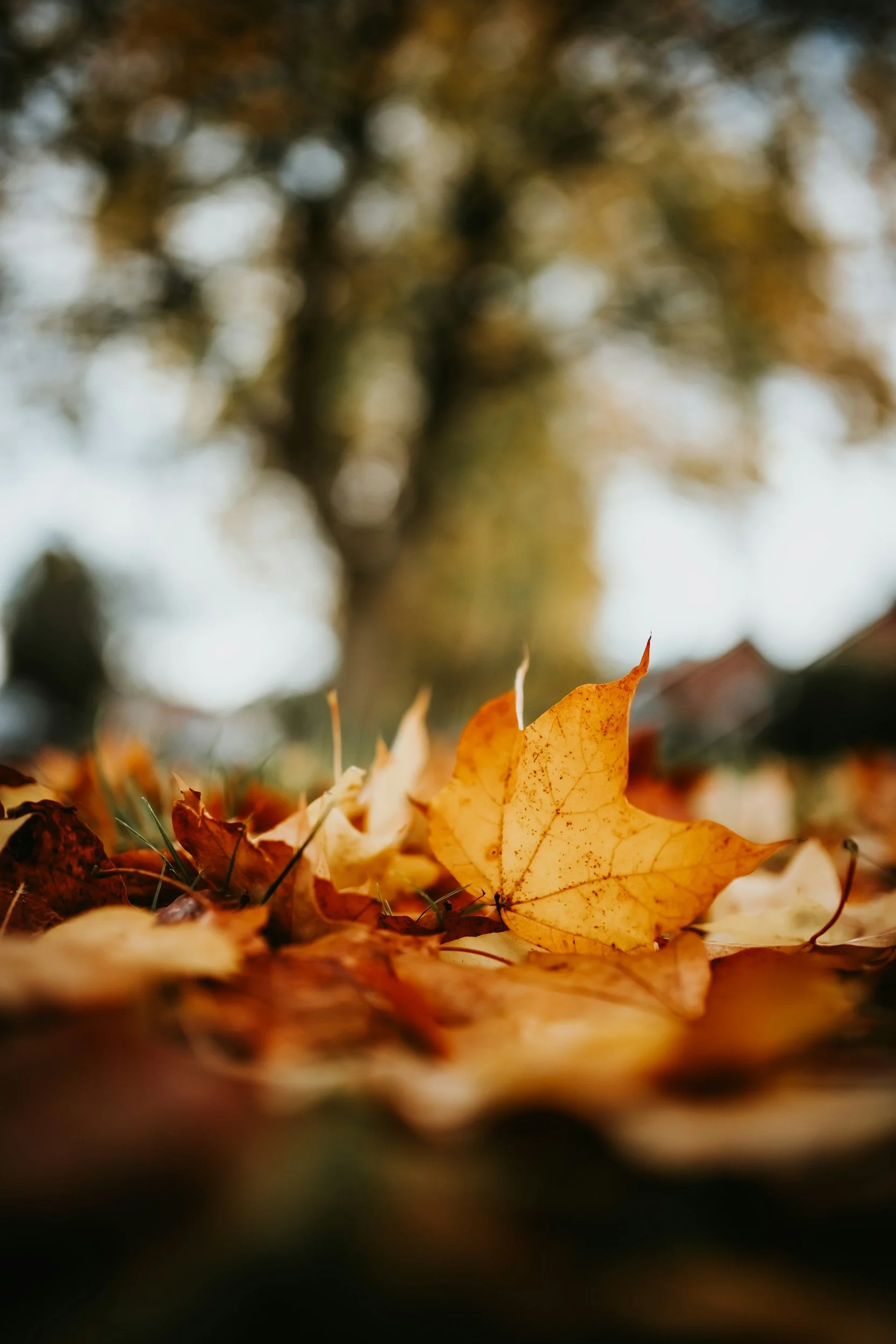 Close-up of yellow autumn leaves on the ground with blurred trees in the background.