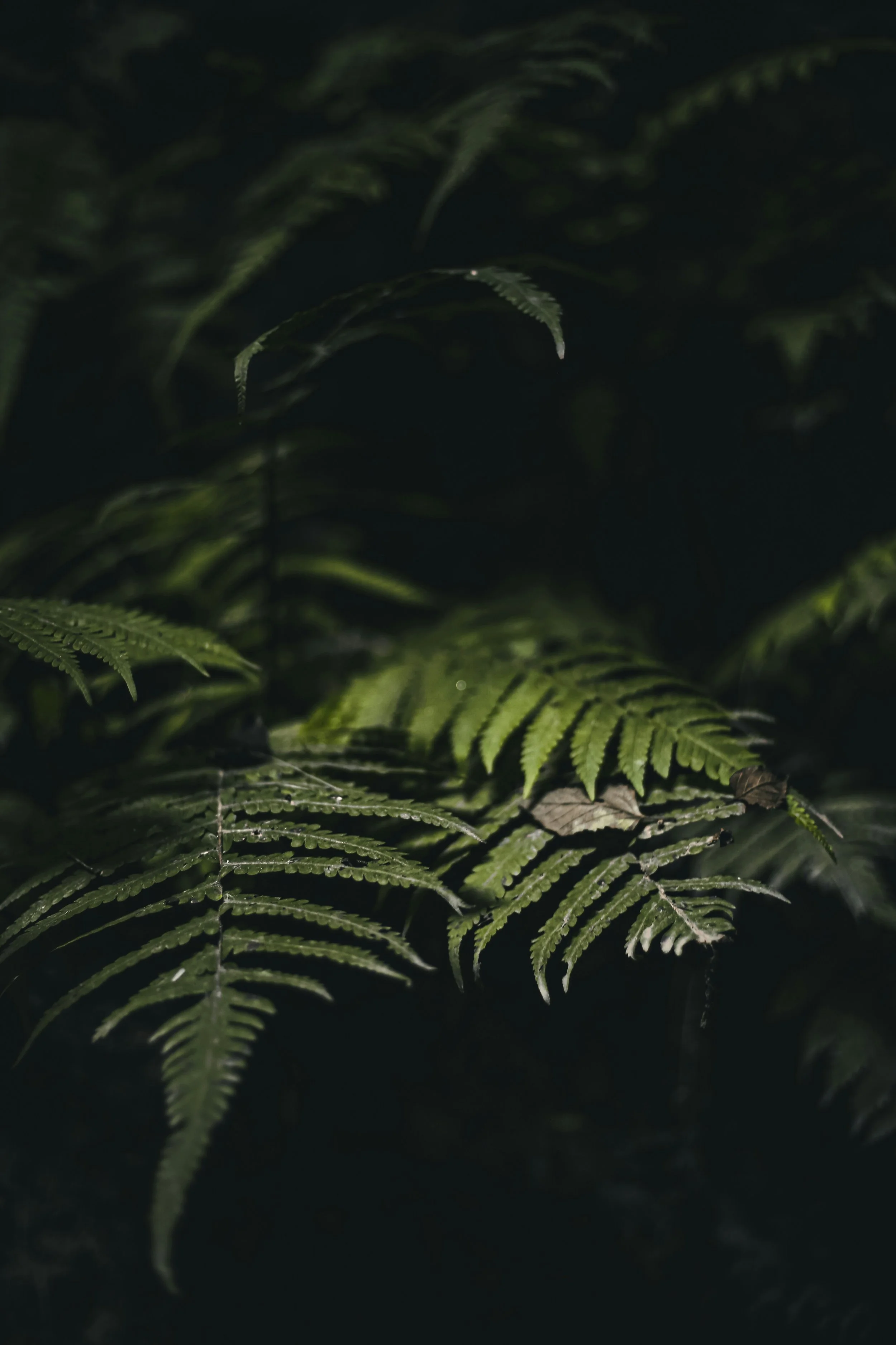 Dark green fern leaves with some dew drops, illuminated by low light.