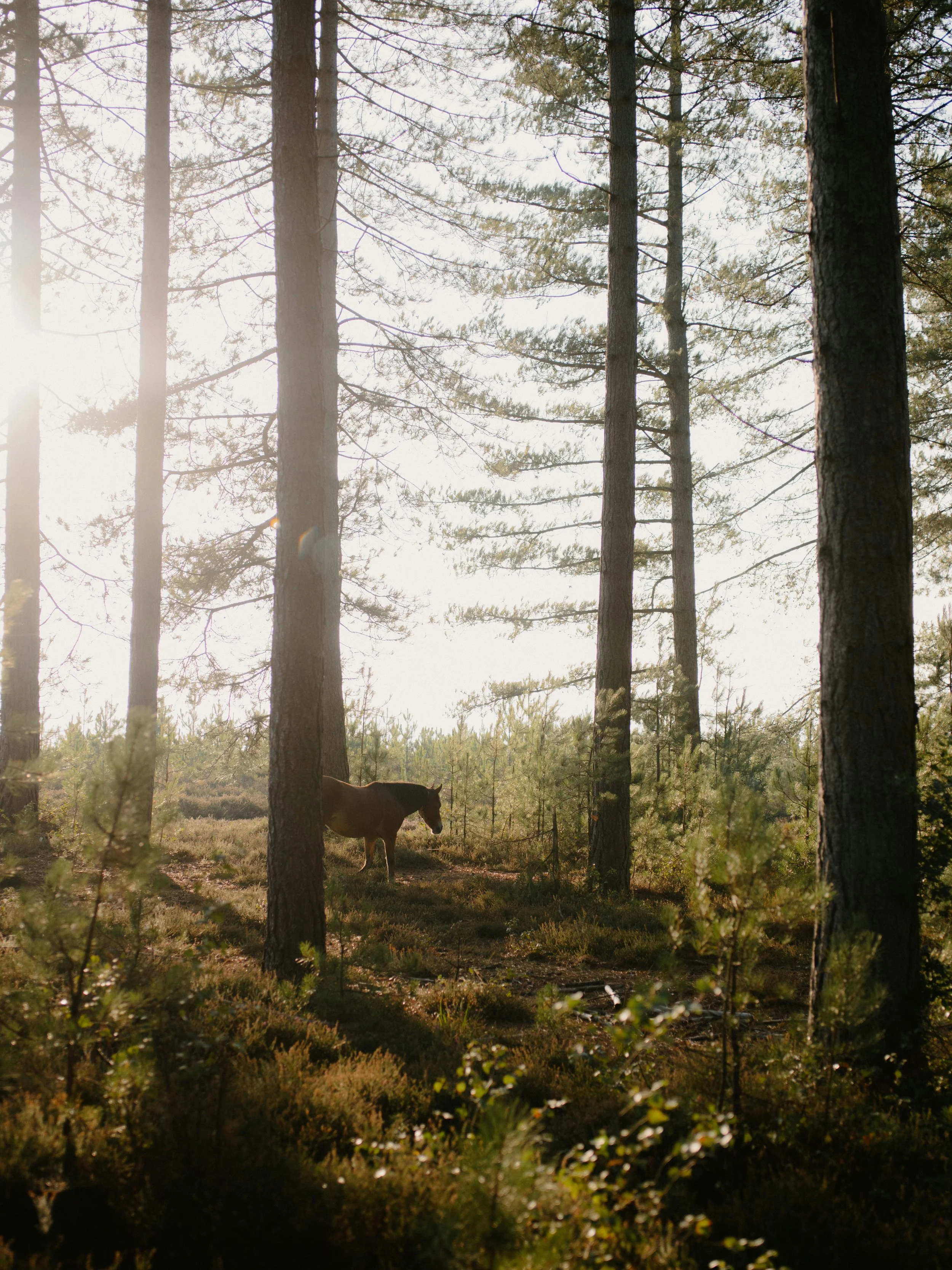 A horse standing in a sunlit forest with tall trees and dense underbrush.