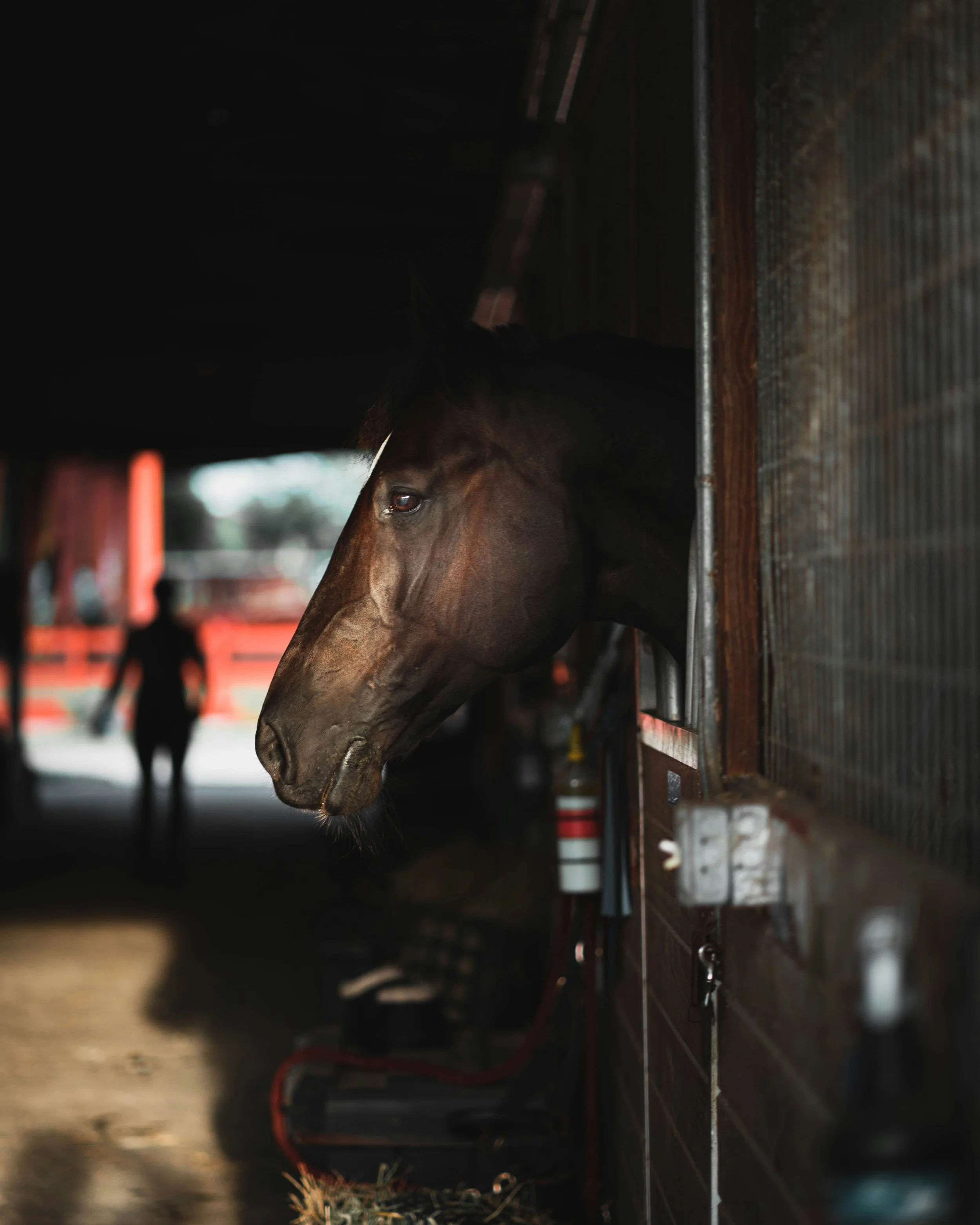 A brown horse with a black mane looking out from a stable.