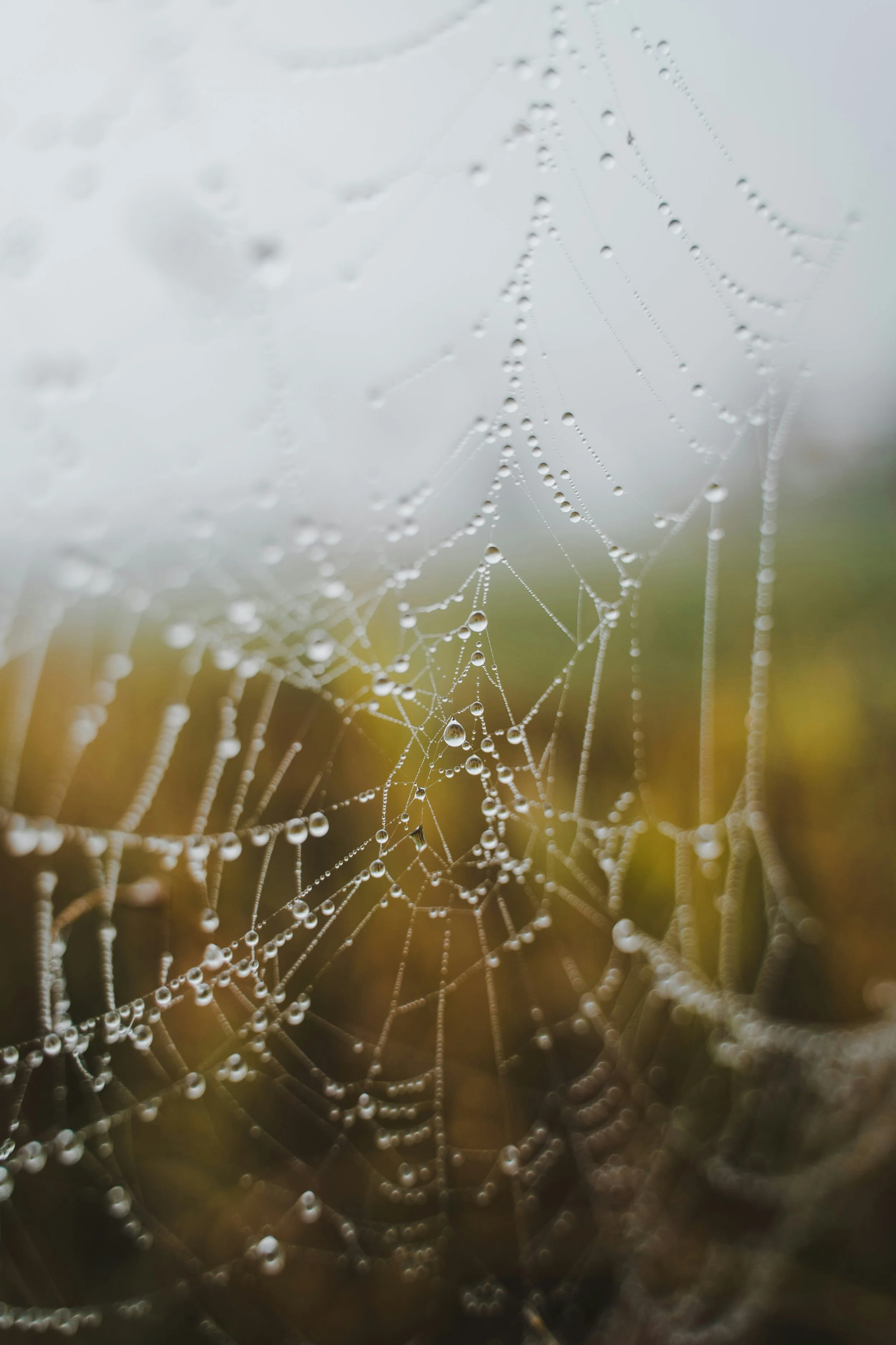 Close-up of a spider web with water droplets on it, with a blurred background and a cloudy sky.