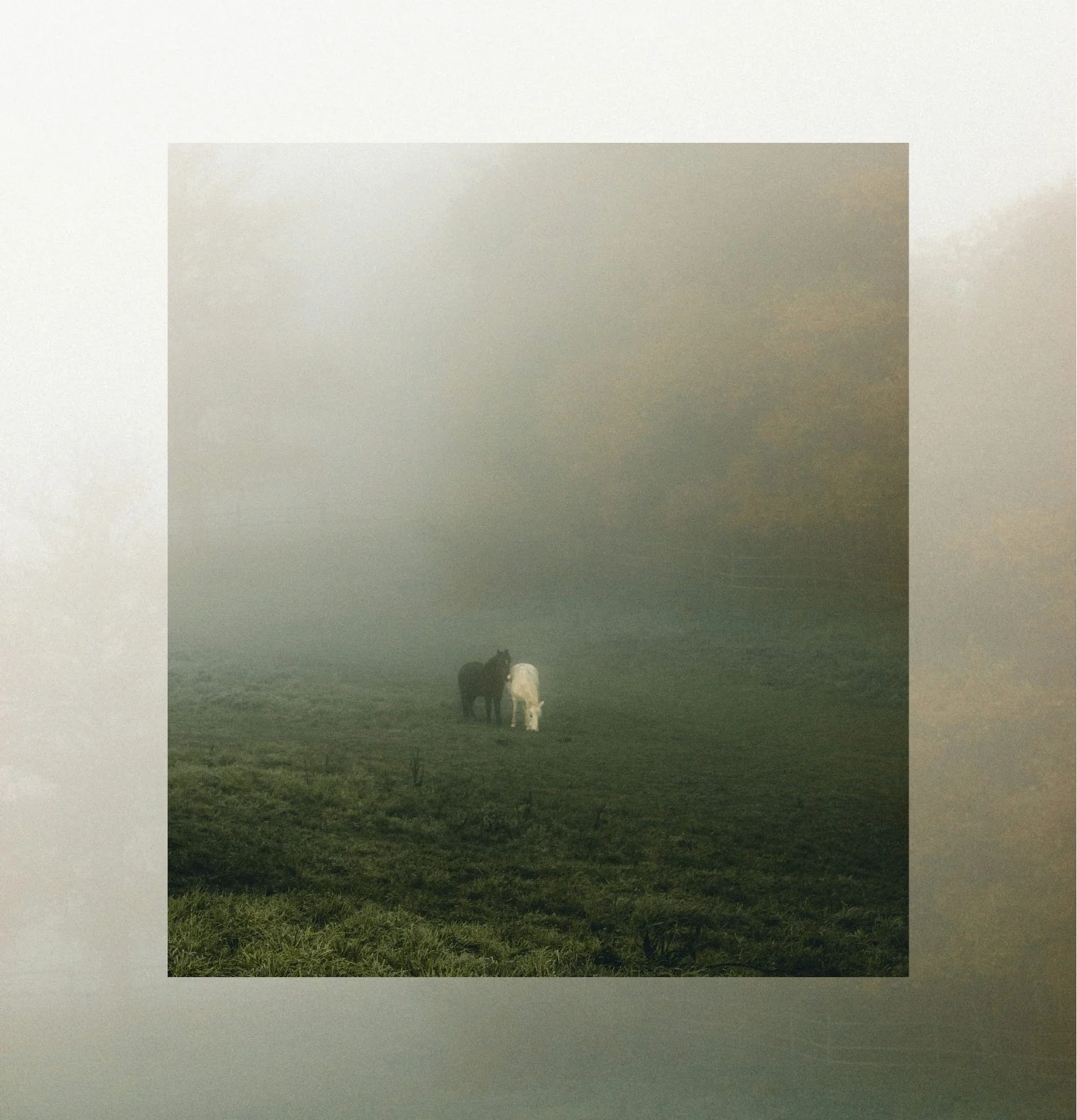 Two horses, one black and one white, grazing in a foggy grassy field.