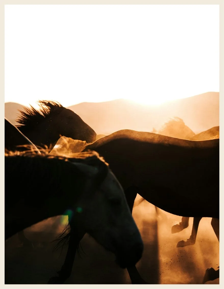 Group of horses running through a dusty field during sunset.